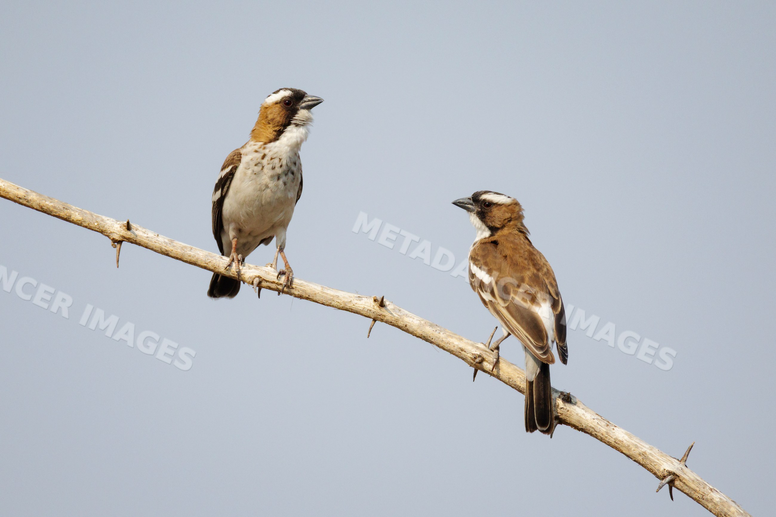 White-browed sparrow weavers perched on thorny branch in a park