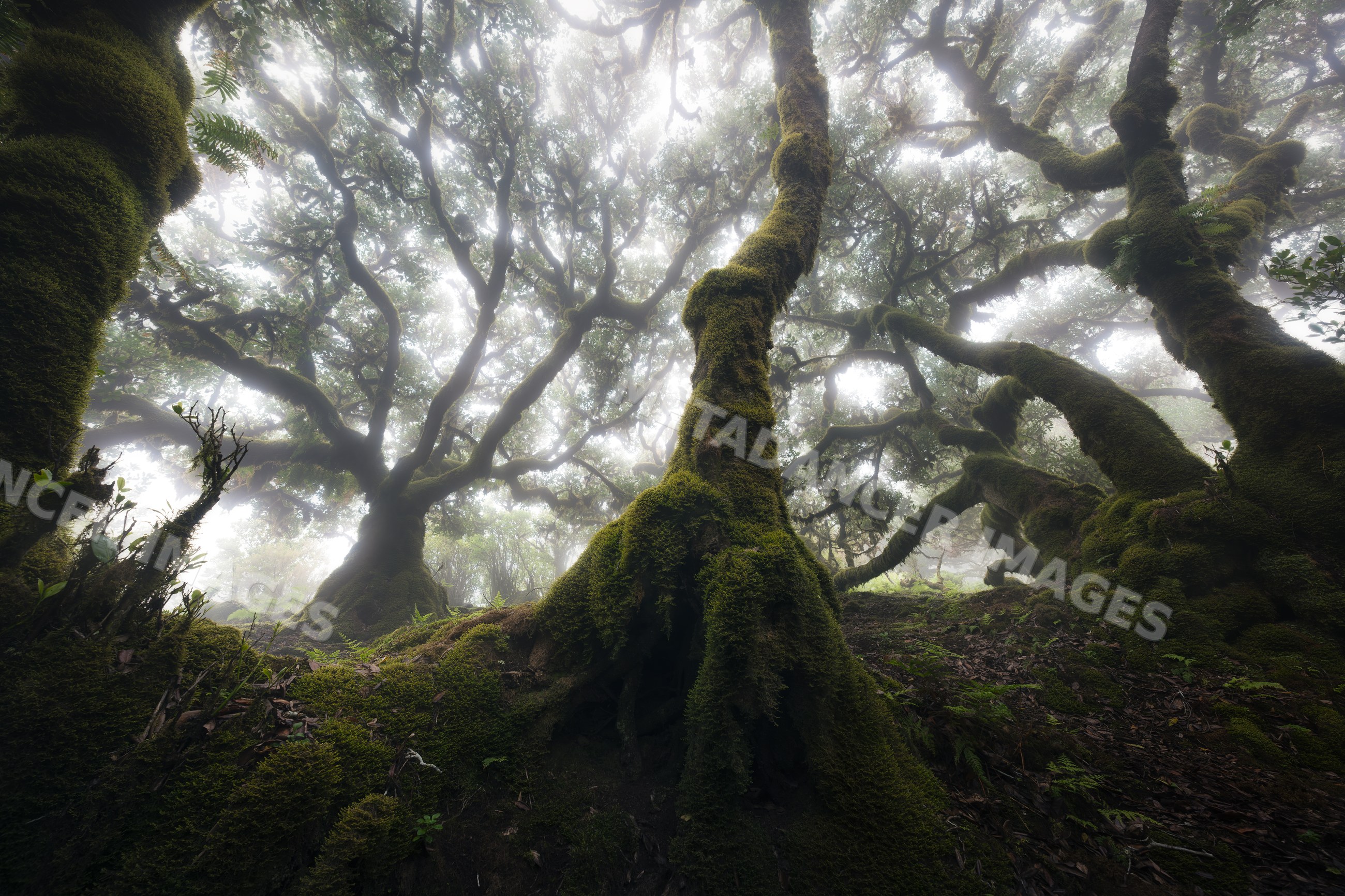 Foggy forest with mossy trees and dense foliage on Madeira Island