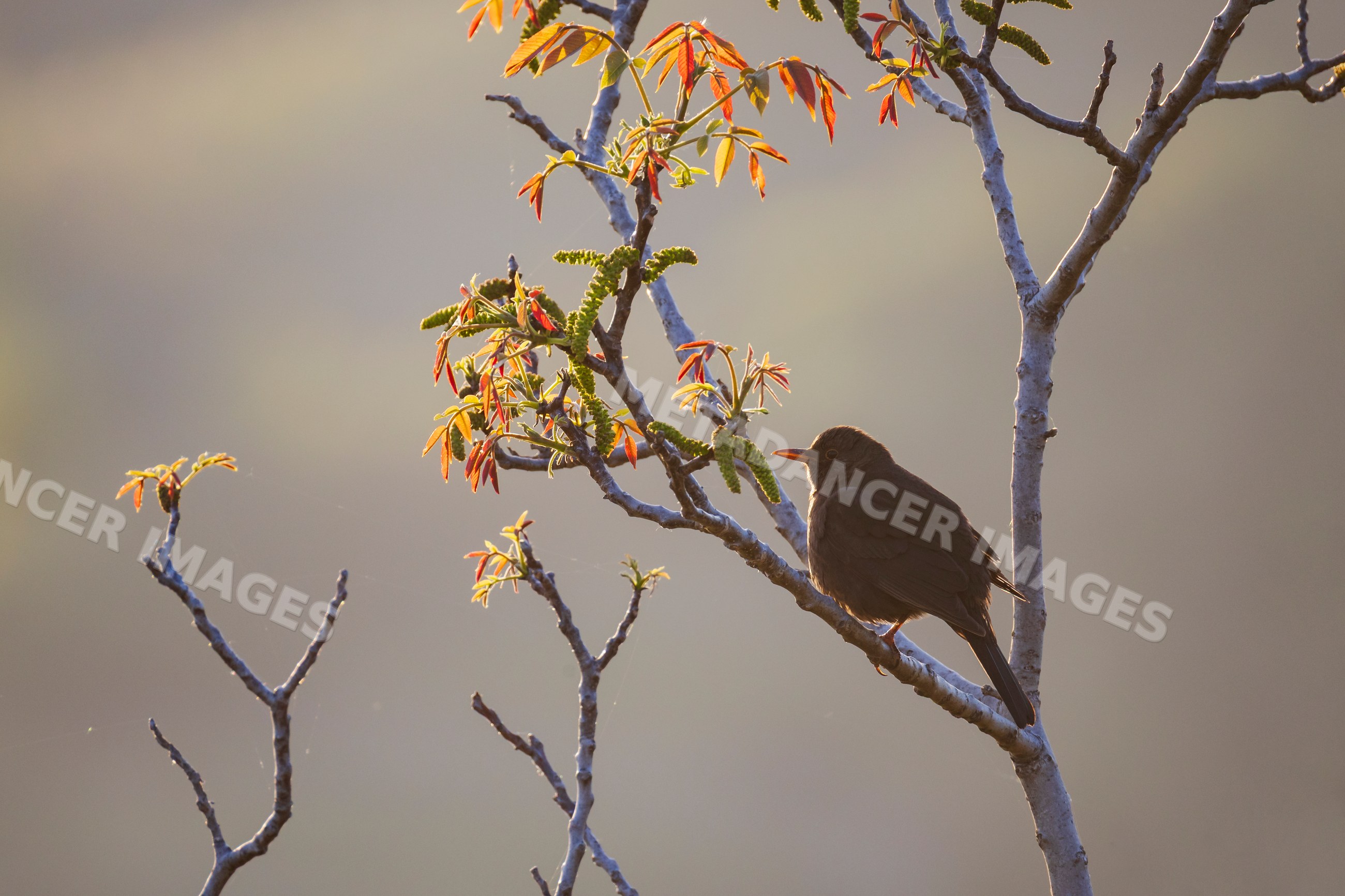 Blackbird perched on tree branch at sunrise in vipava valley Slovenia