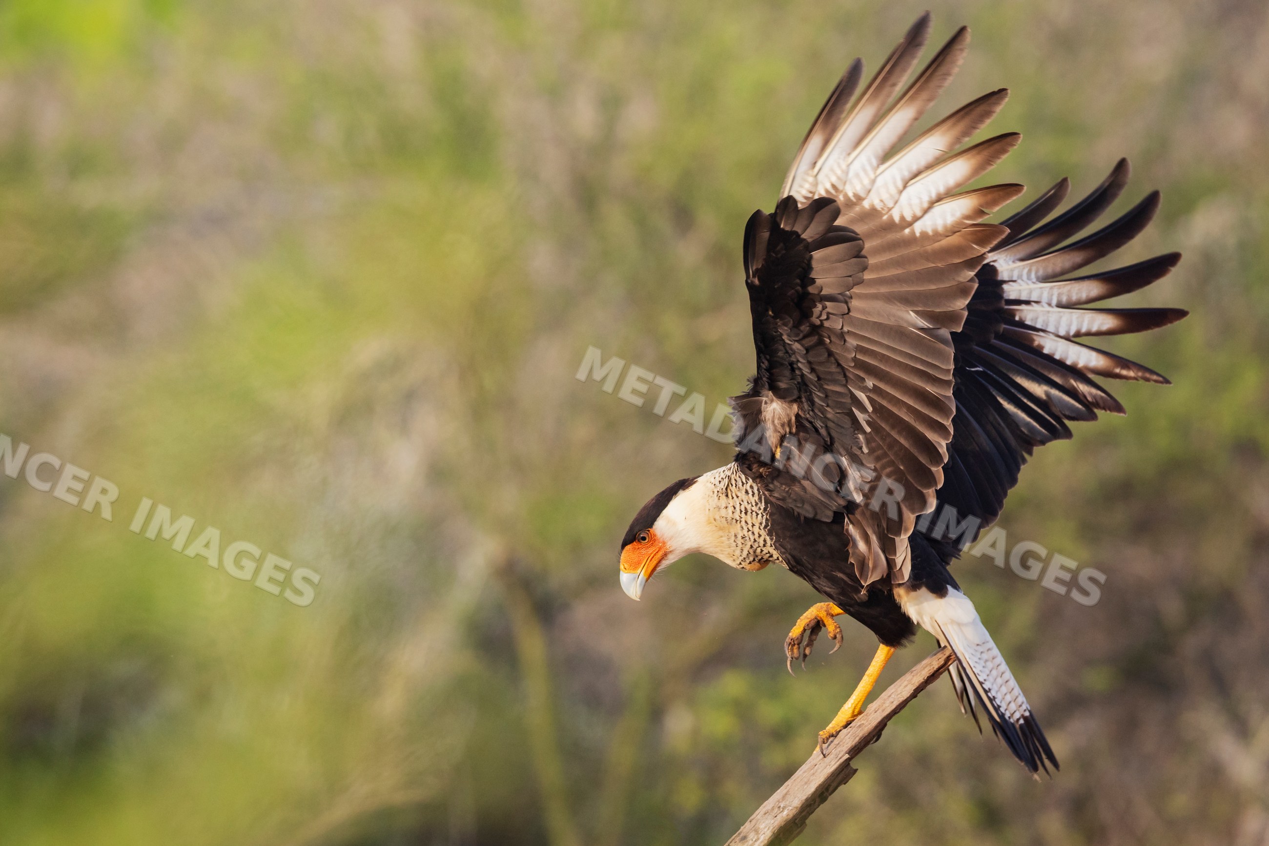 Crested caracara landing on a dead tree branch