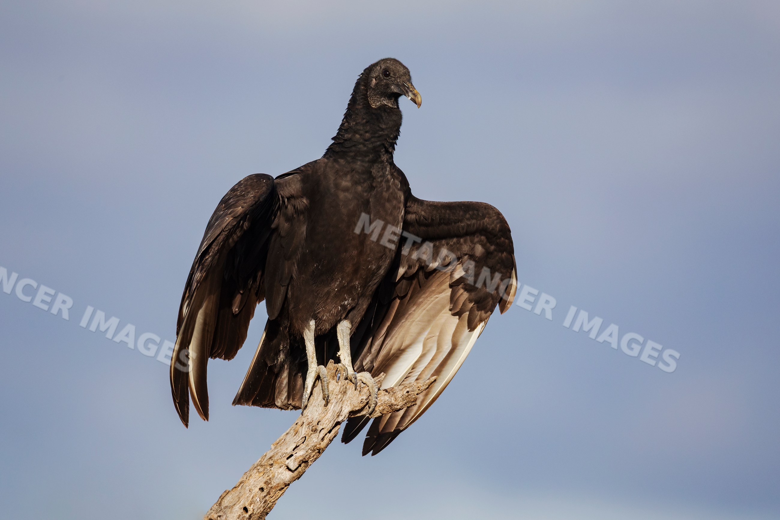 Black Vulture perched on dead branch