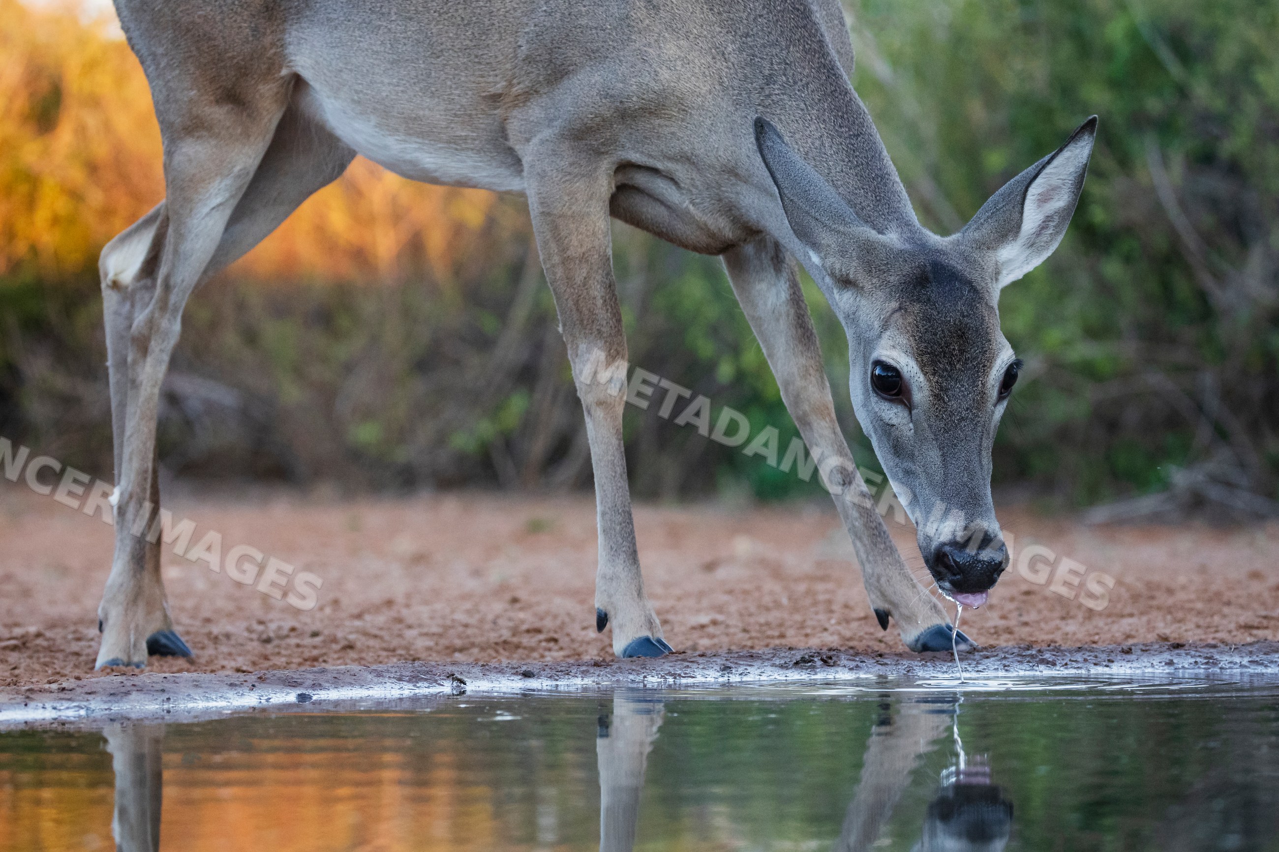 White-tailed deer doe drinking at waterhole in rio grande valley Texas