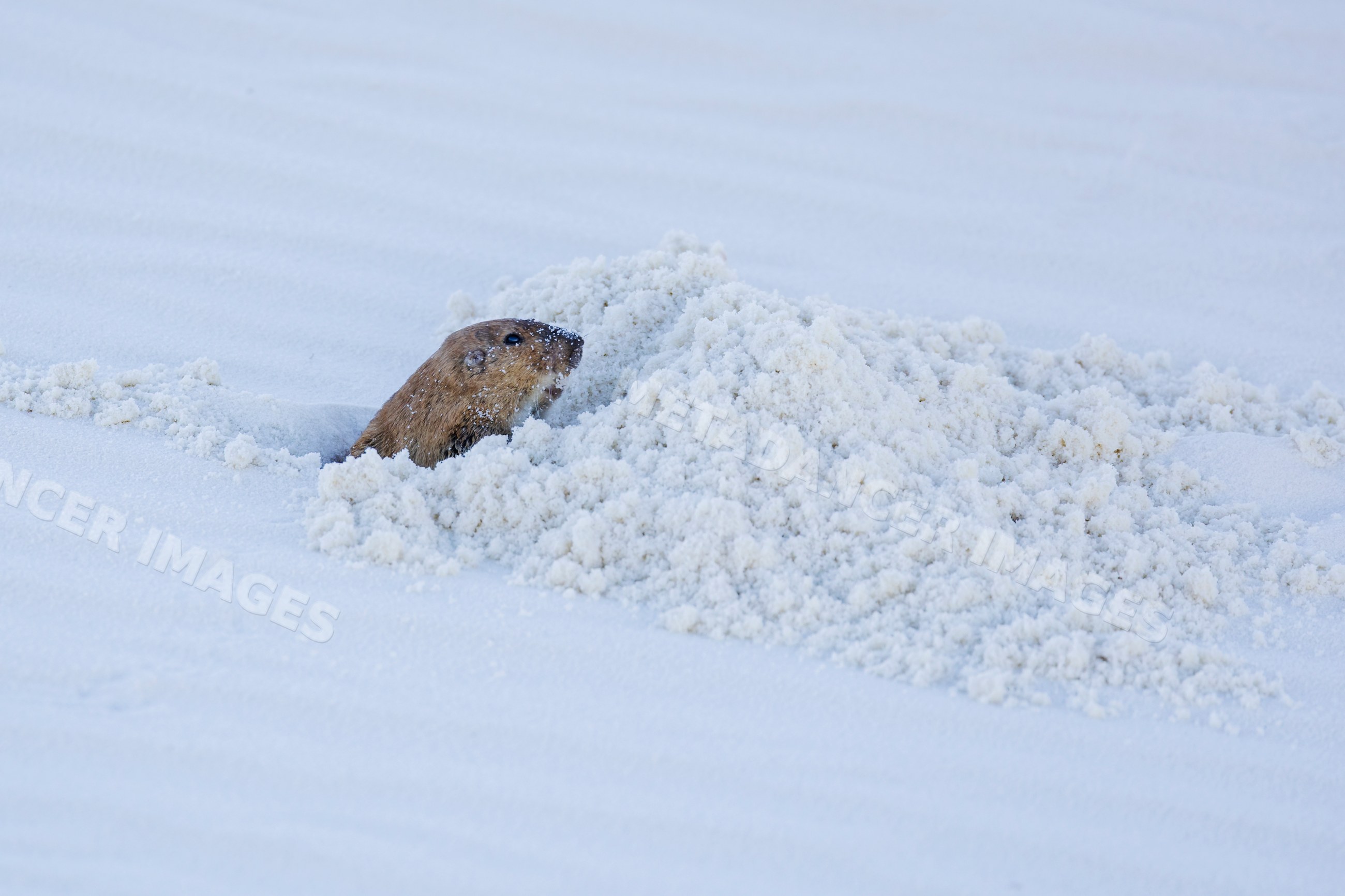 Prairie dog peeking from sandy burrow