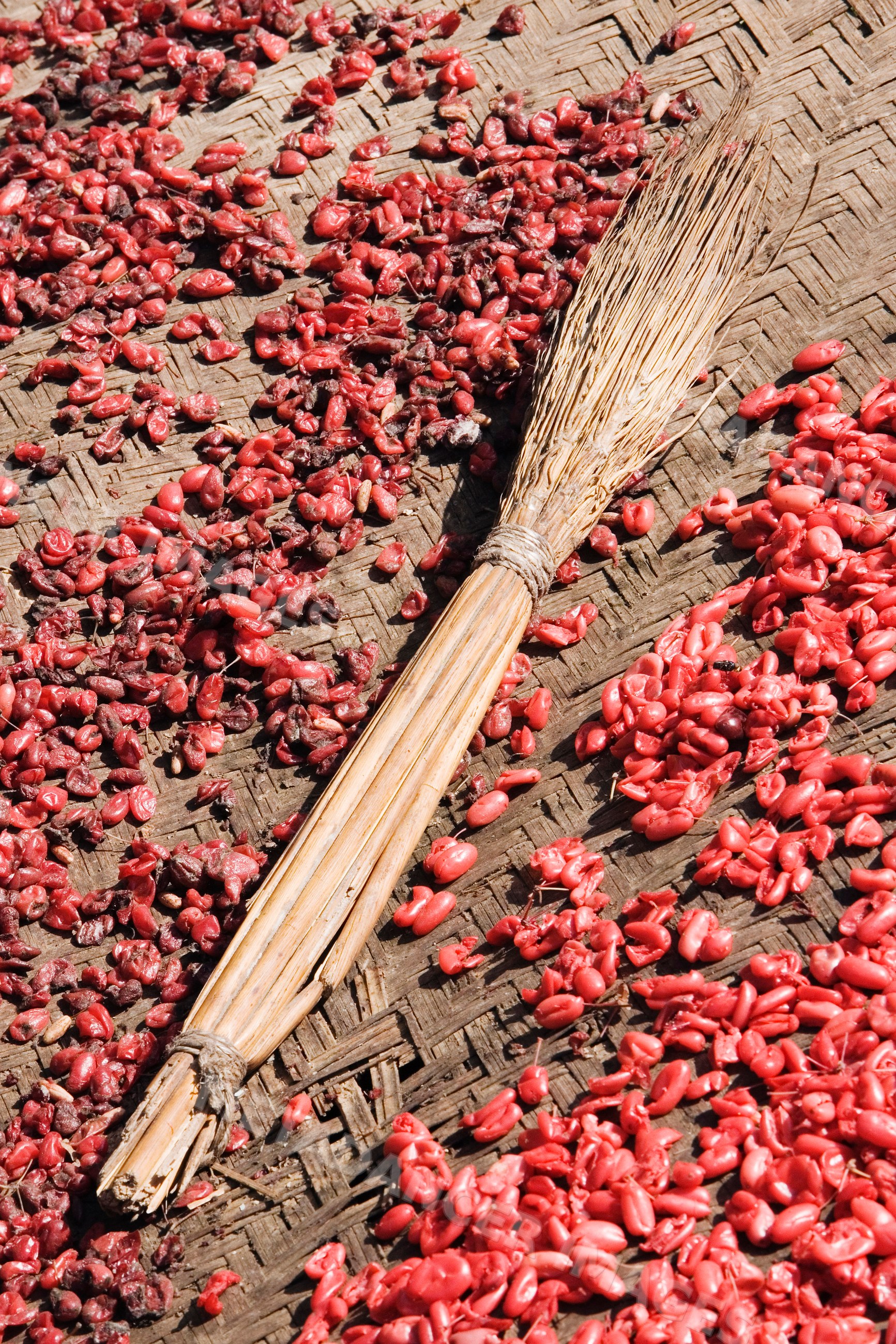 Drying red berries with reed brush, china