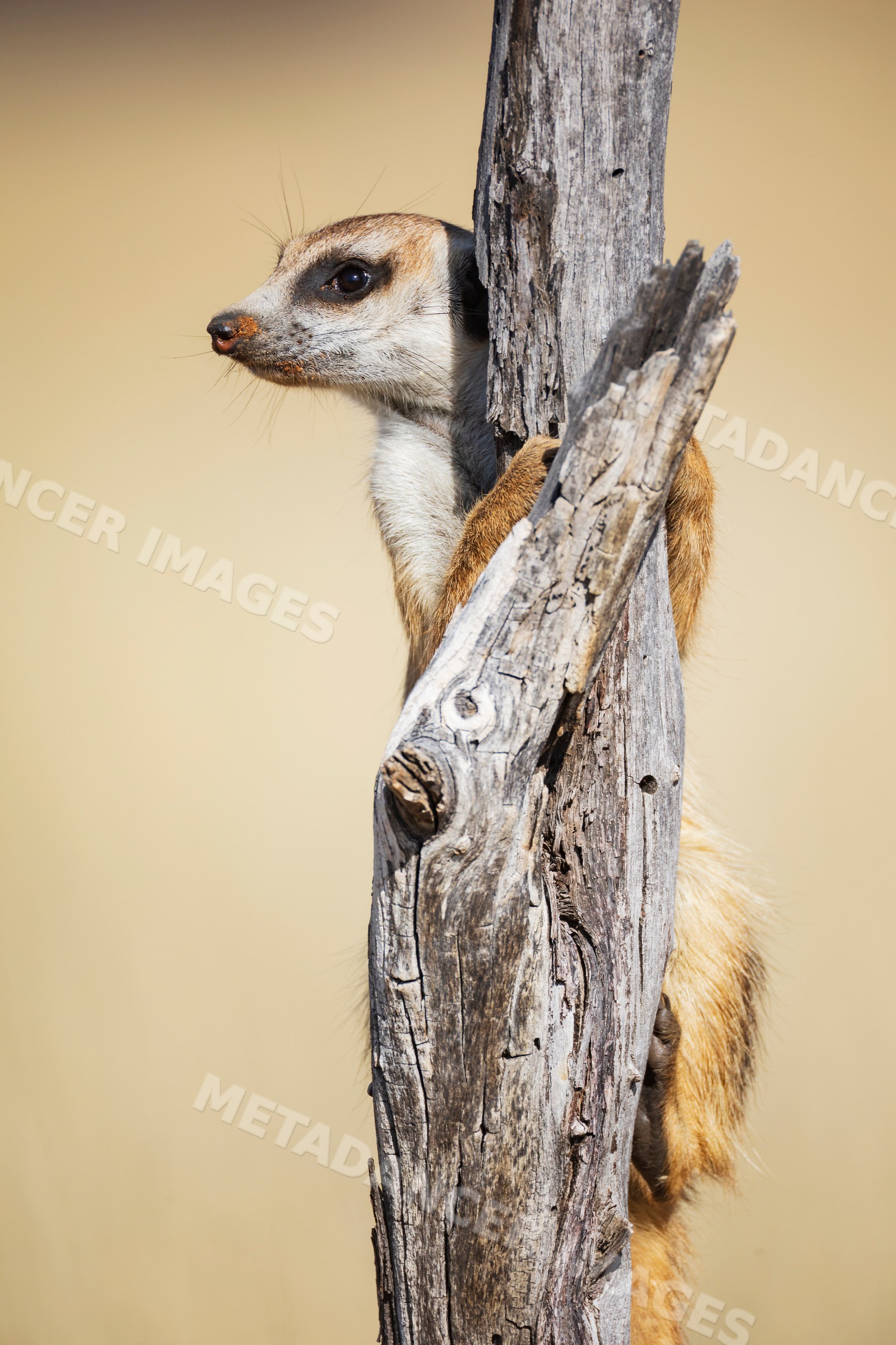 Meerkat sentinel on tree trunk in Kalahari Desert South Africa