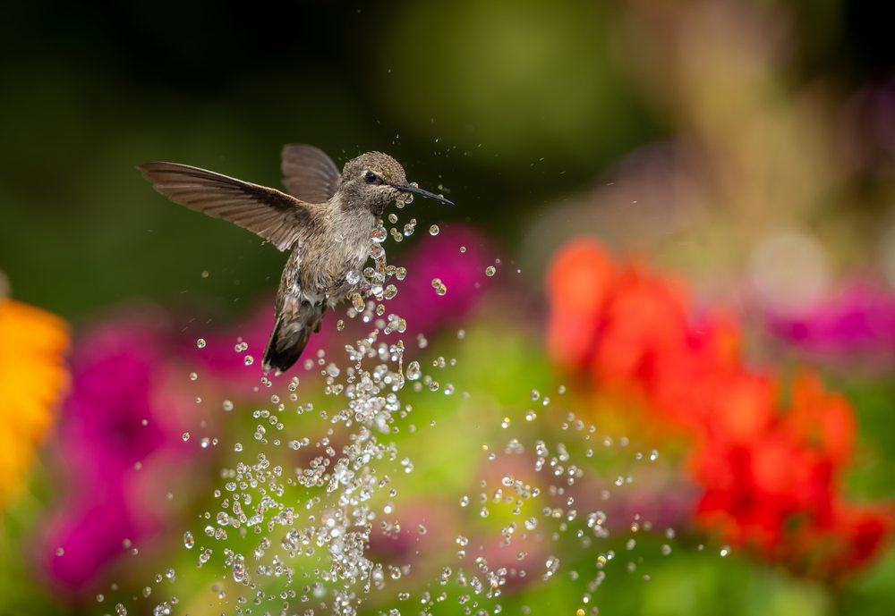 Hummingbird flying above water droplets in the garden
