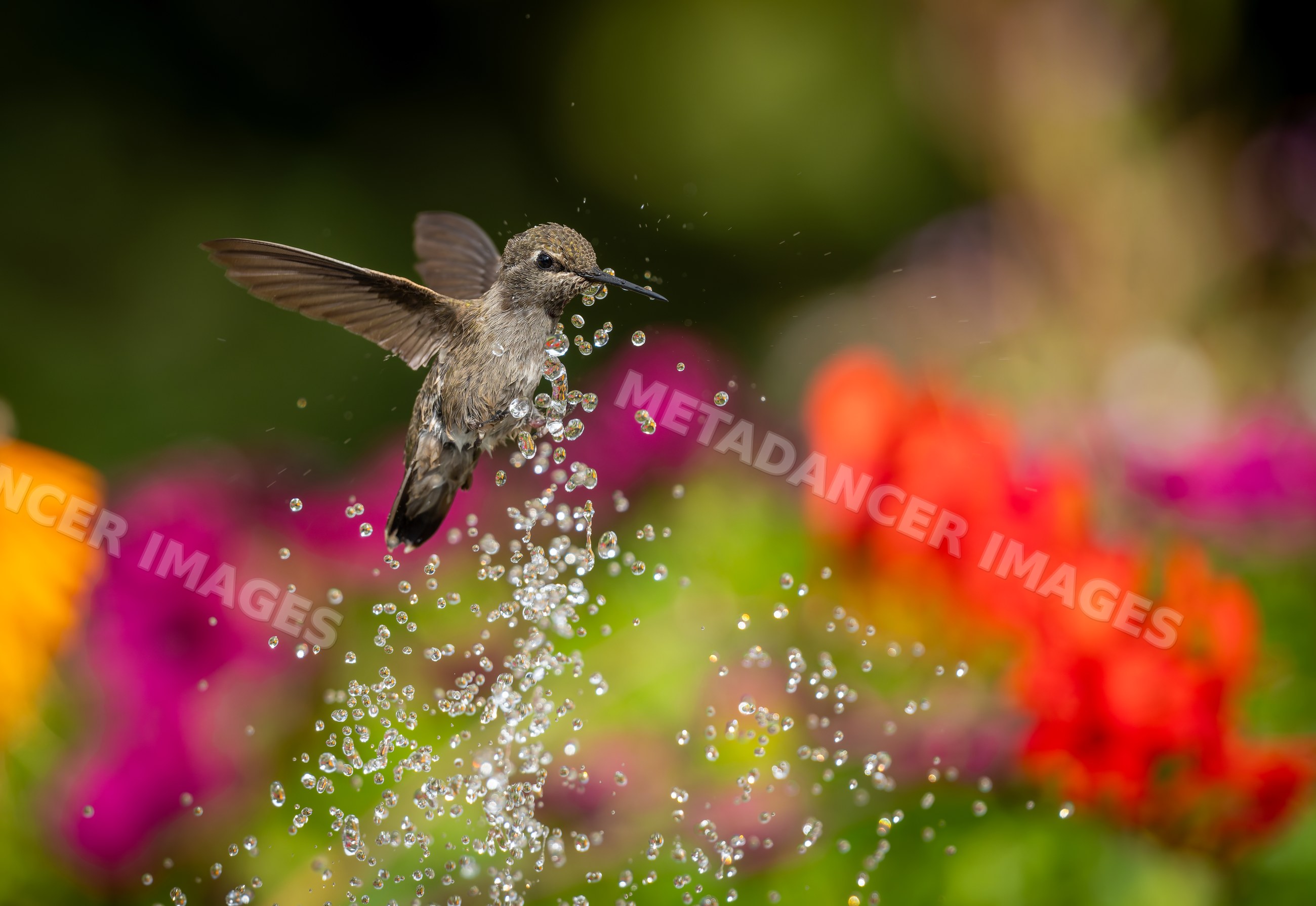Hummingbird flying above water droplets in the garden
