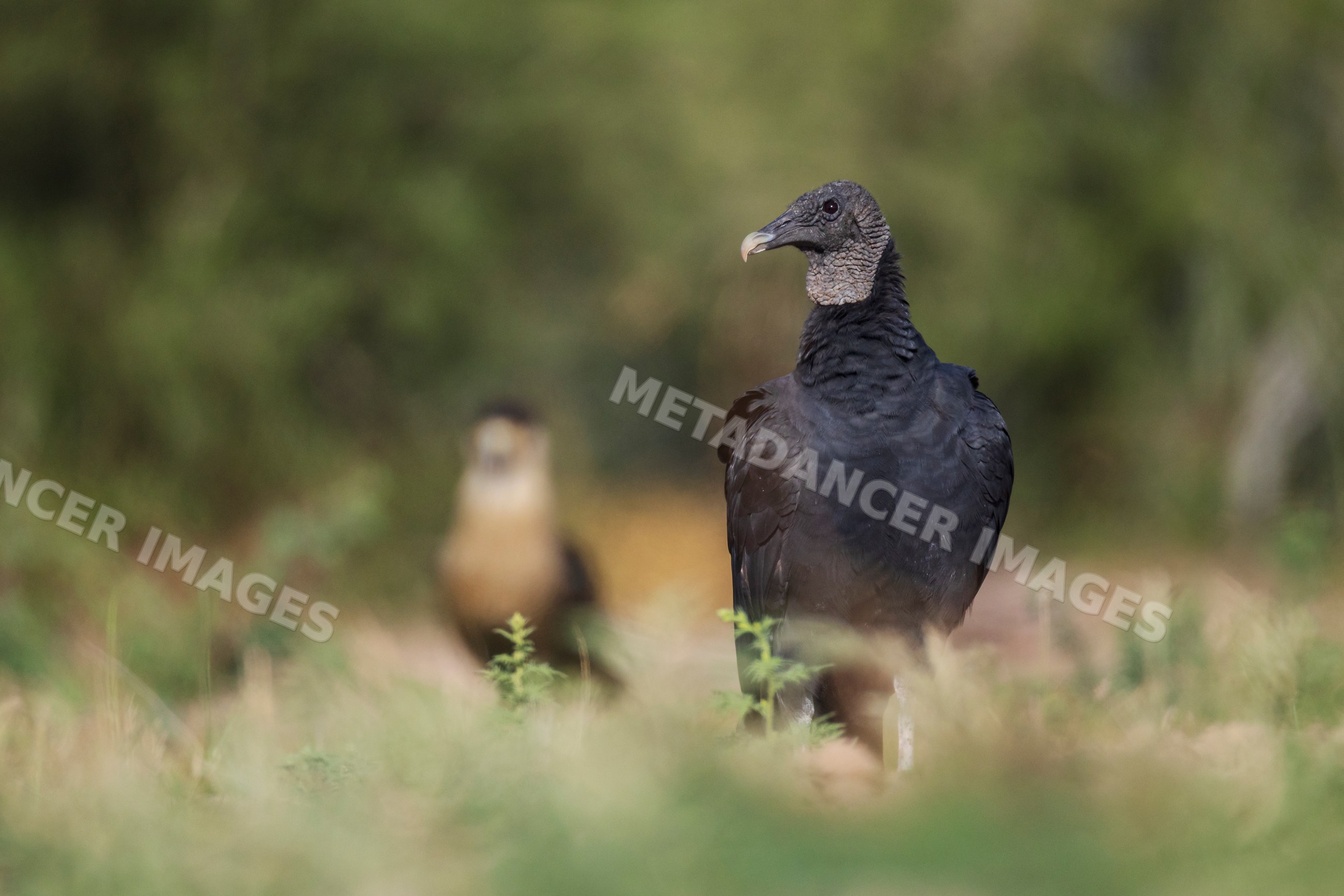 Black Vulture in grass at santa clara ranch Texas wildlife scene