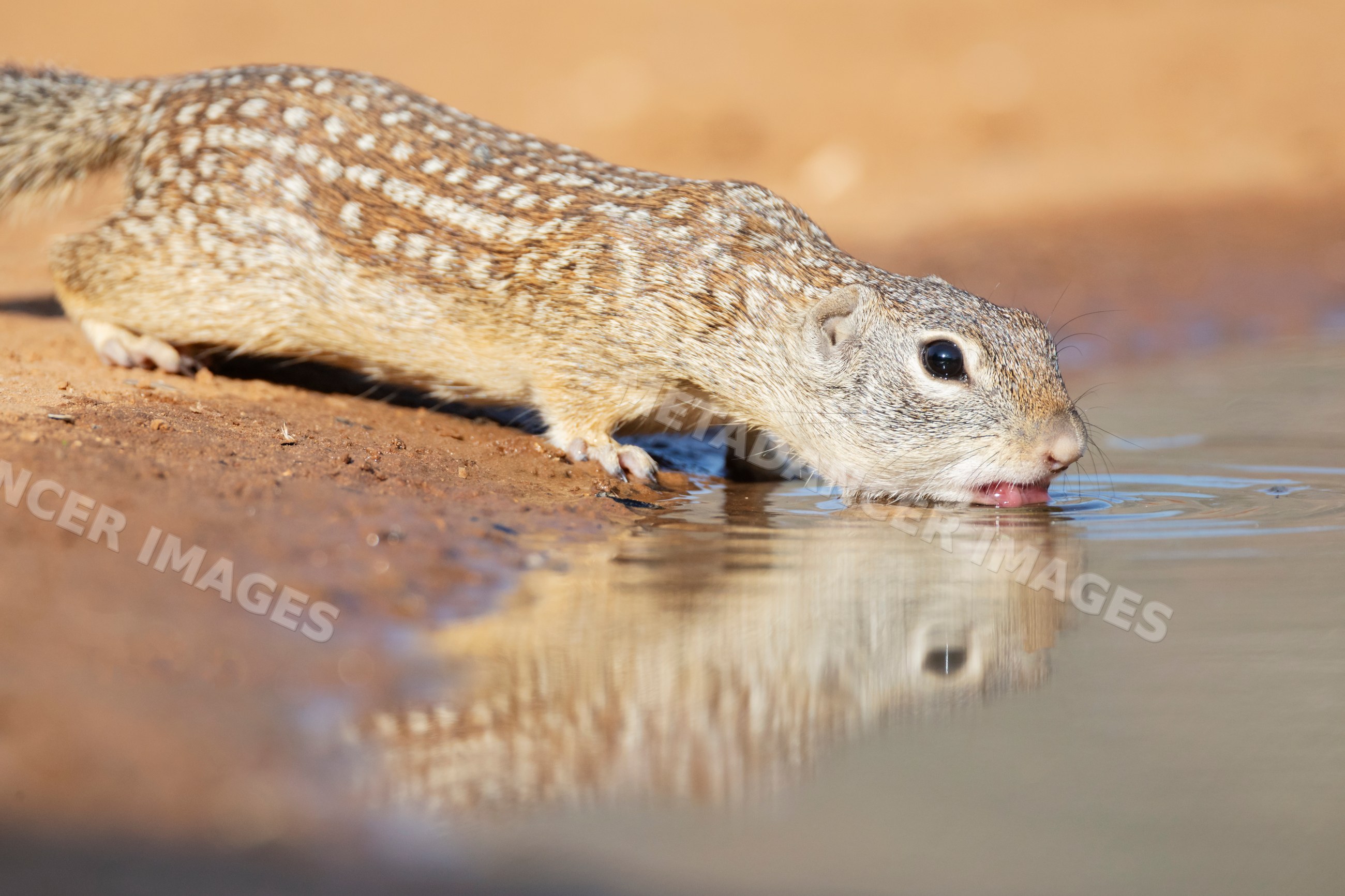Mexican ground squirrel drinking at a waterhole in texas