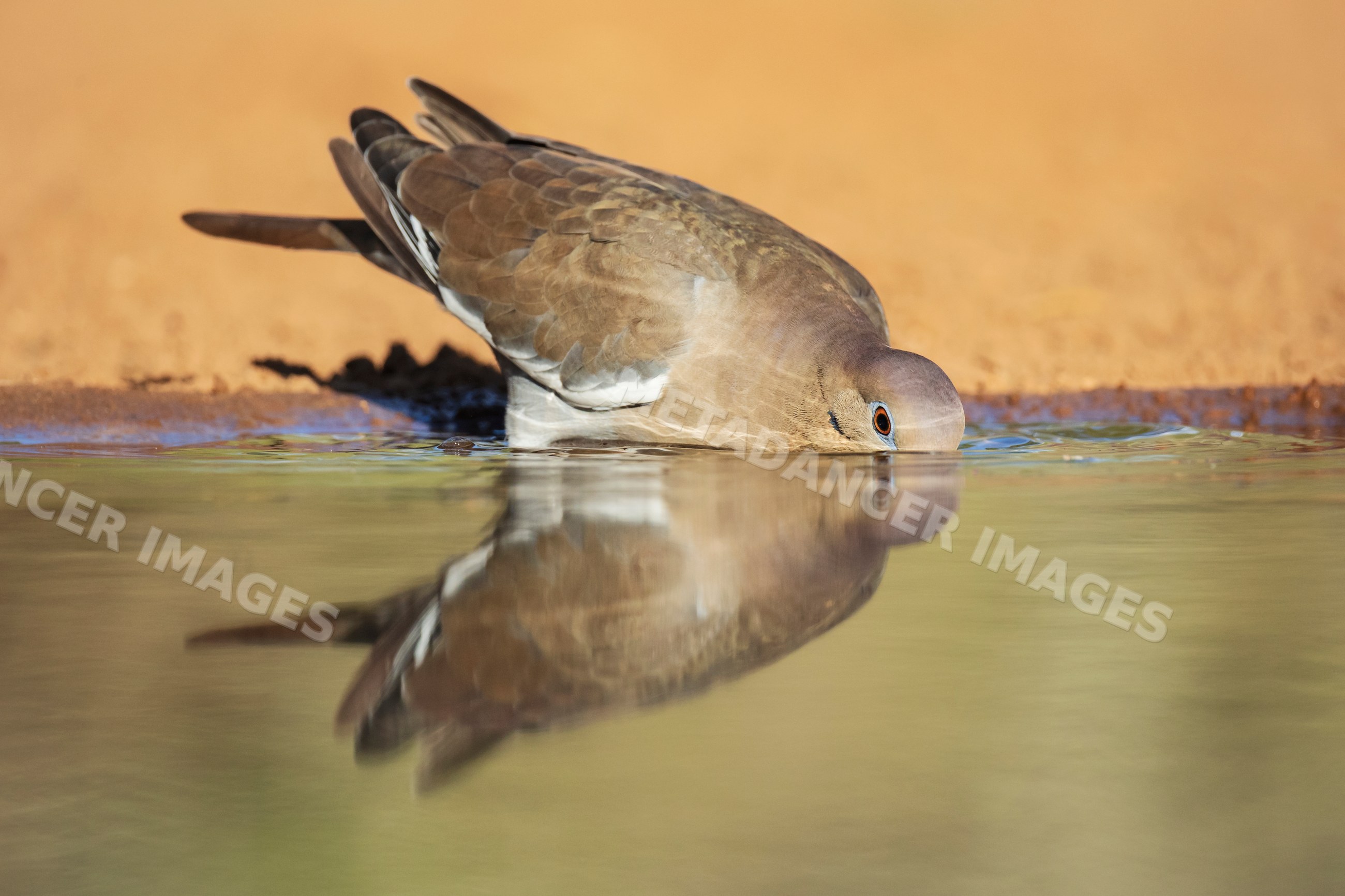 White winged dove drinking at waterhole in santa clara Ranch Texas