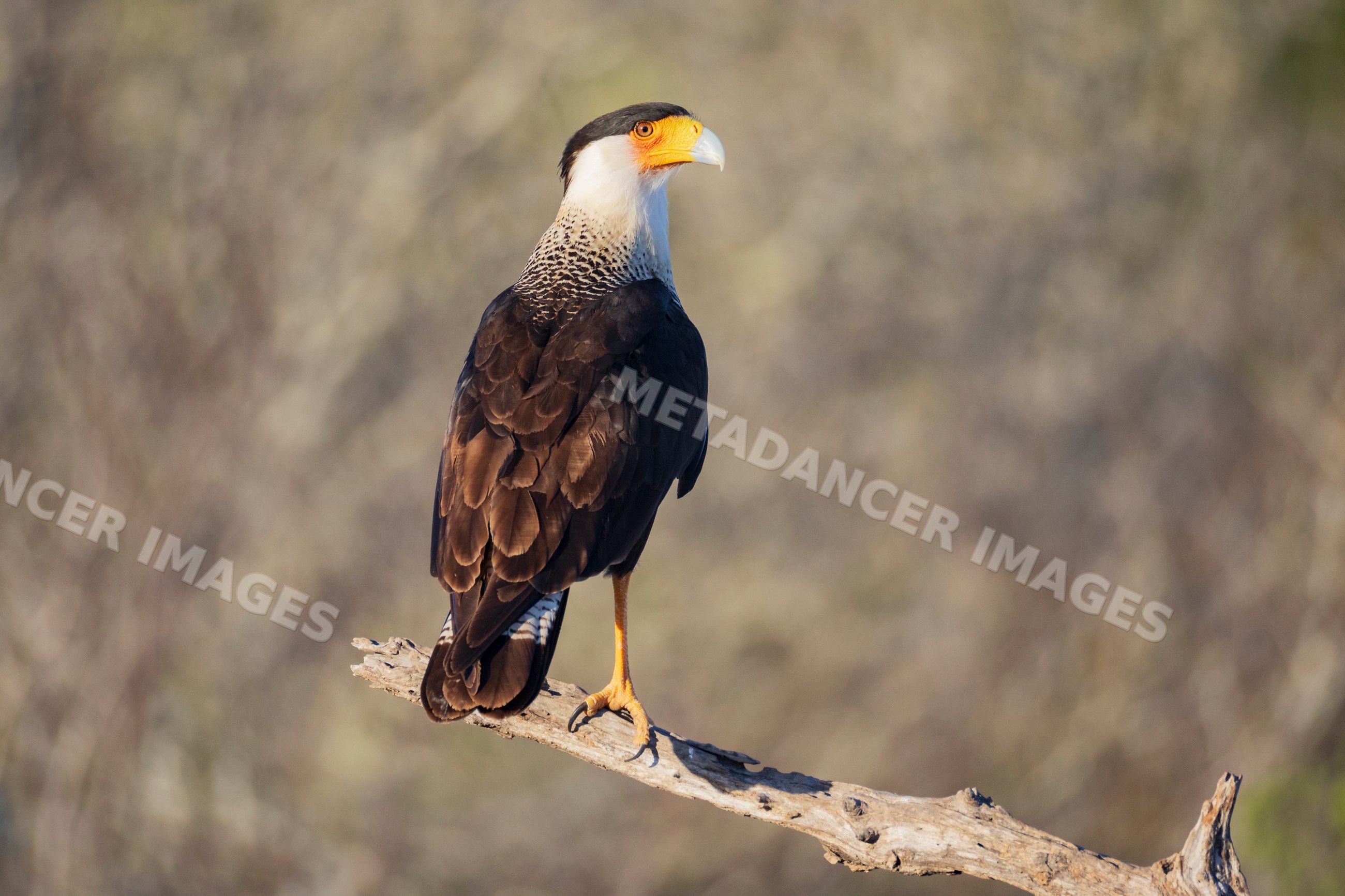 Crested Caracara perched on branch