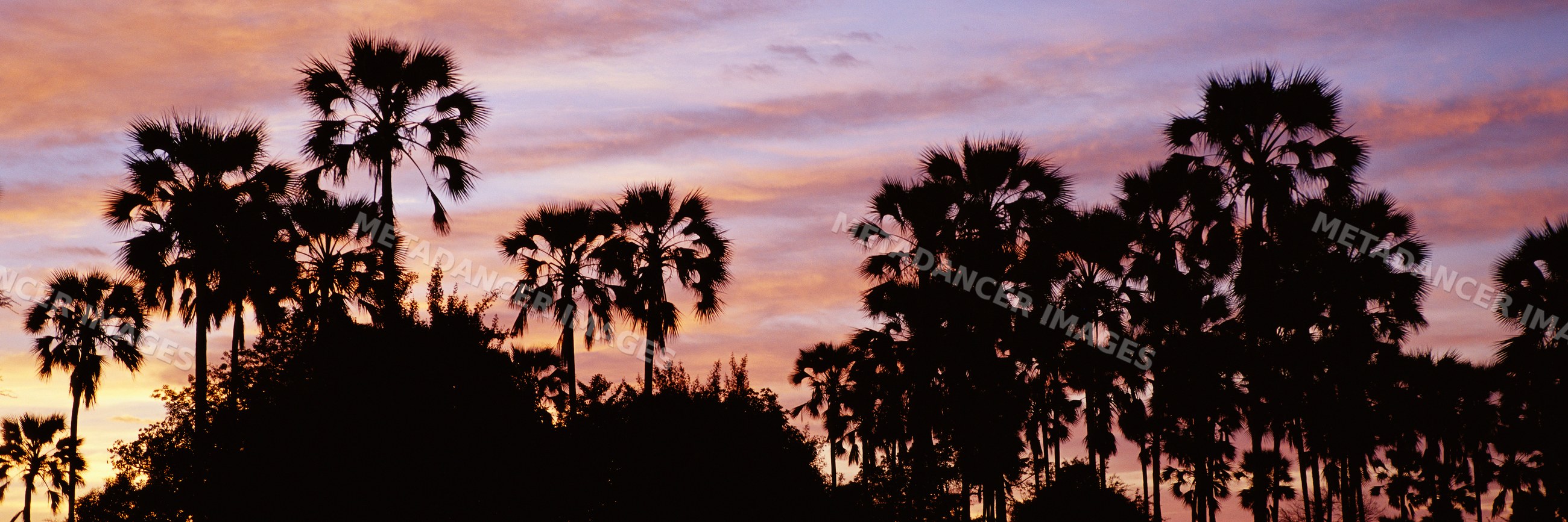 Palm trees silhouetted against vibrant dawn sky