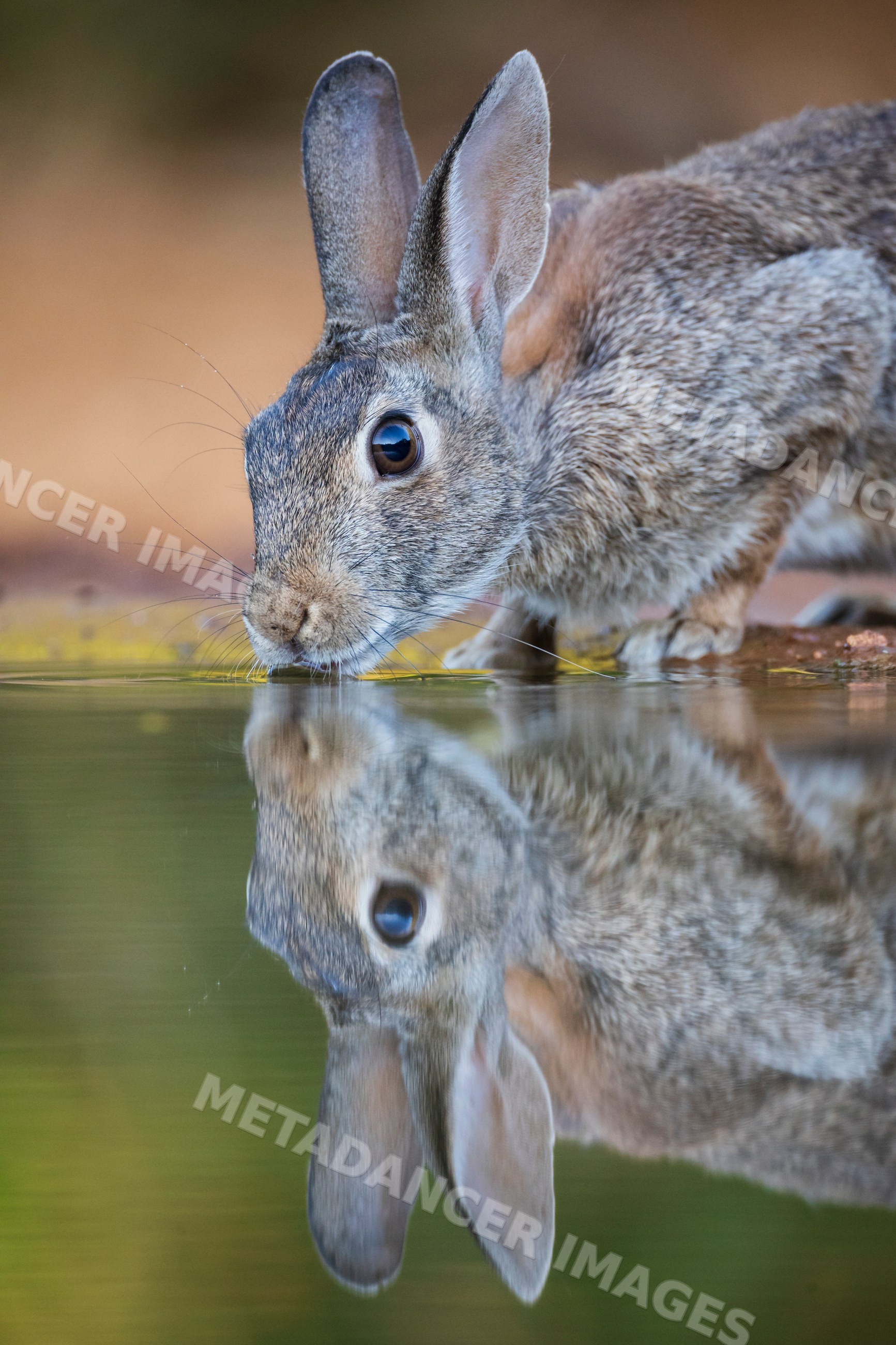 Cottontail Rabbit drinking water at santa clara Ranch, Texas