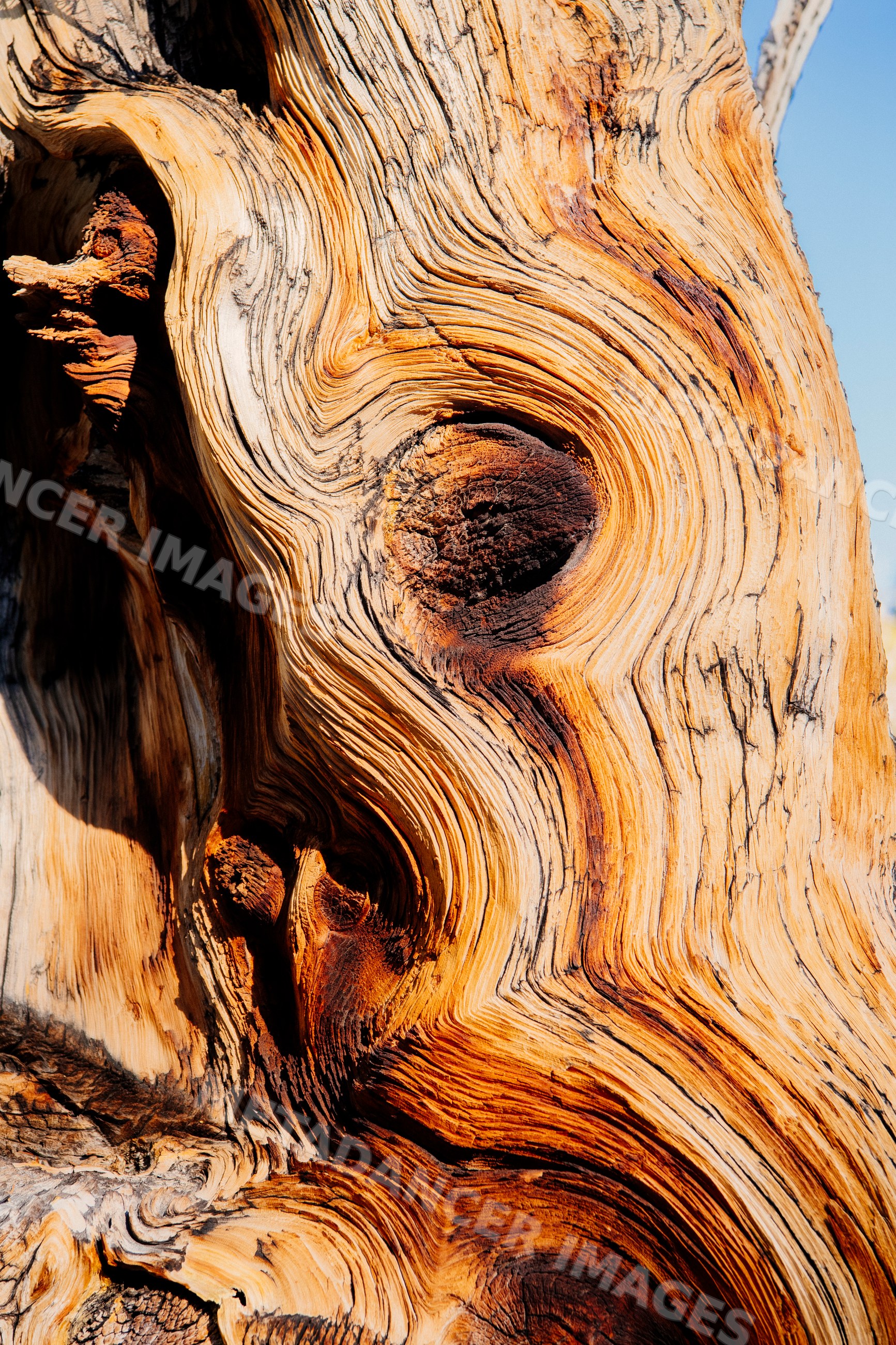 Close-up textured weathered tree bark with natural wood grain pattern