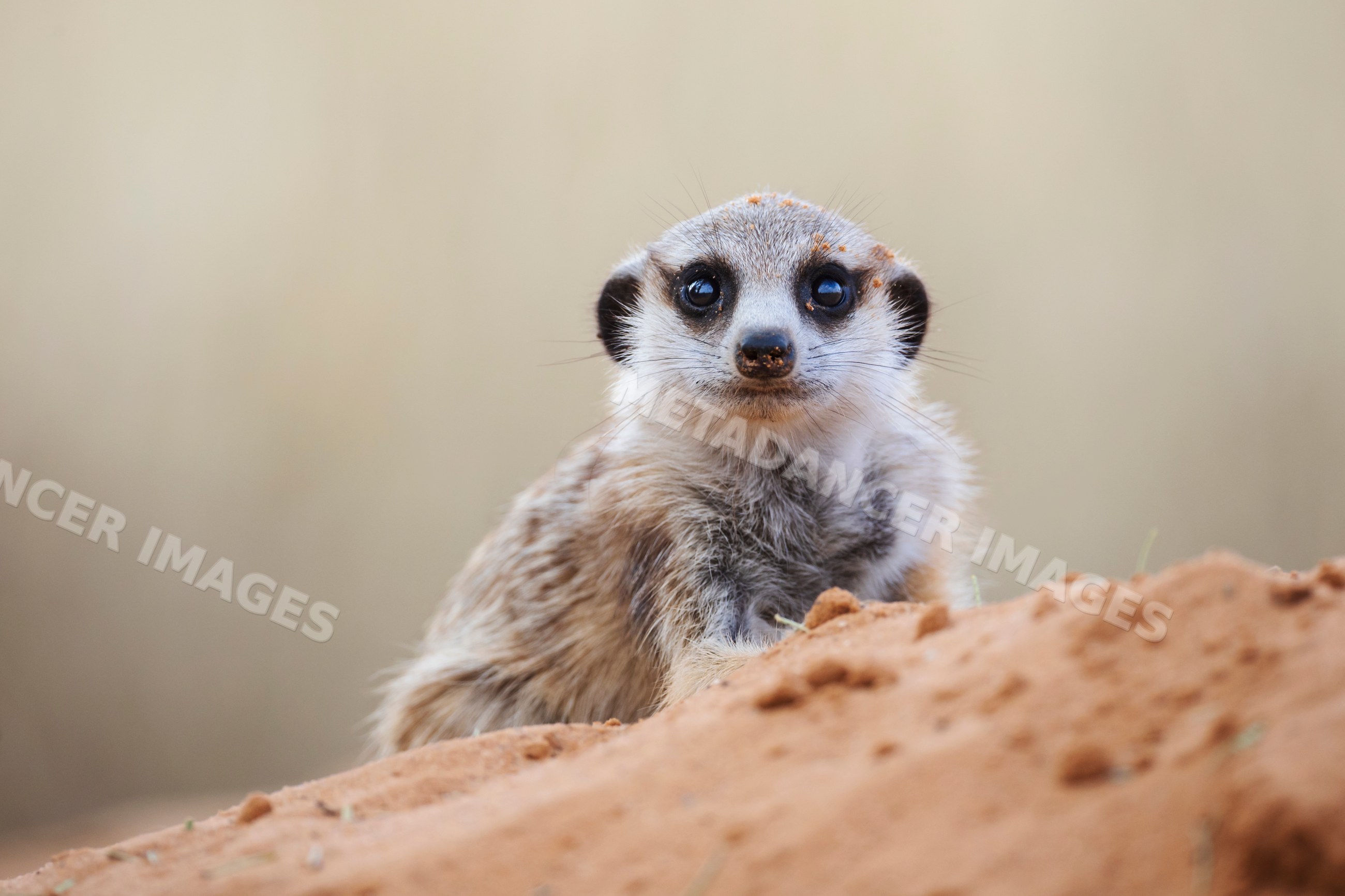 Meerkat pup in Kalahari Desert near vanzylsrus South Africa
