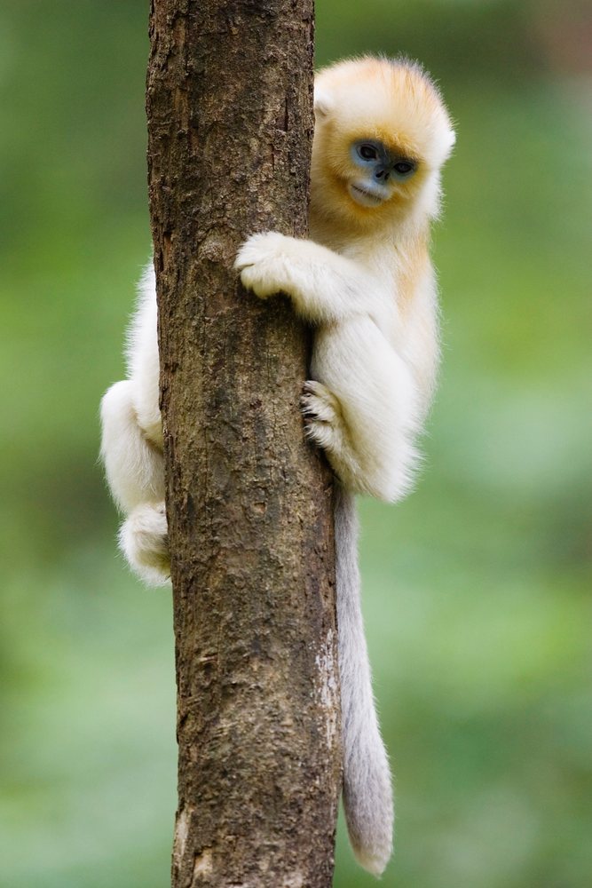 Young golden monkey climbing tree, china