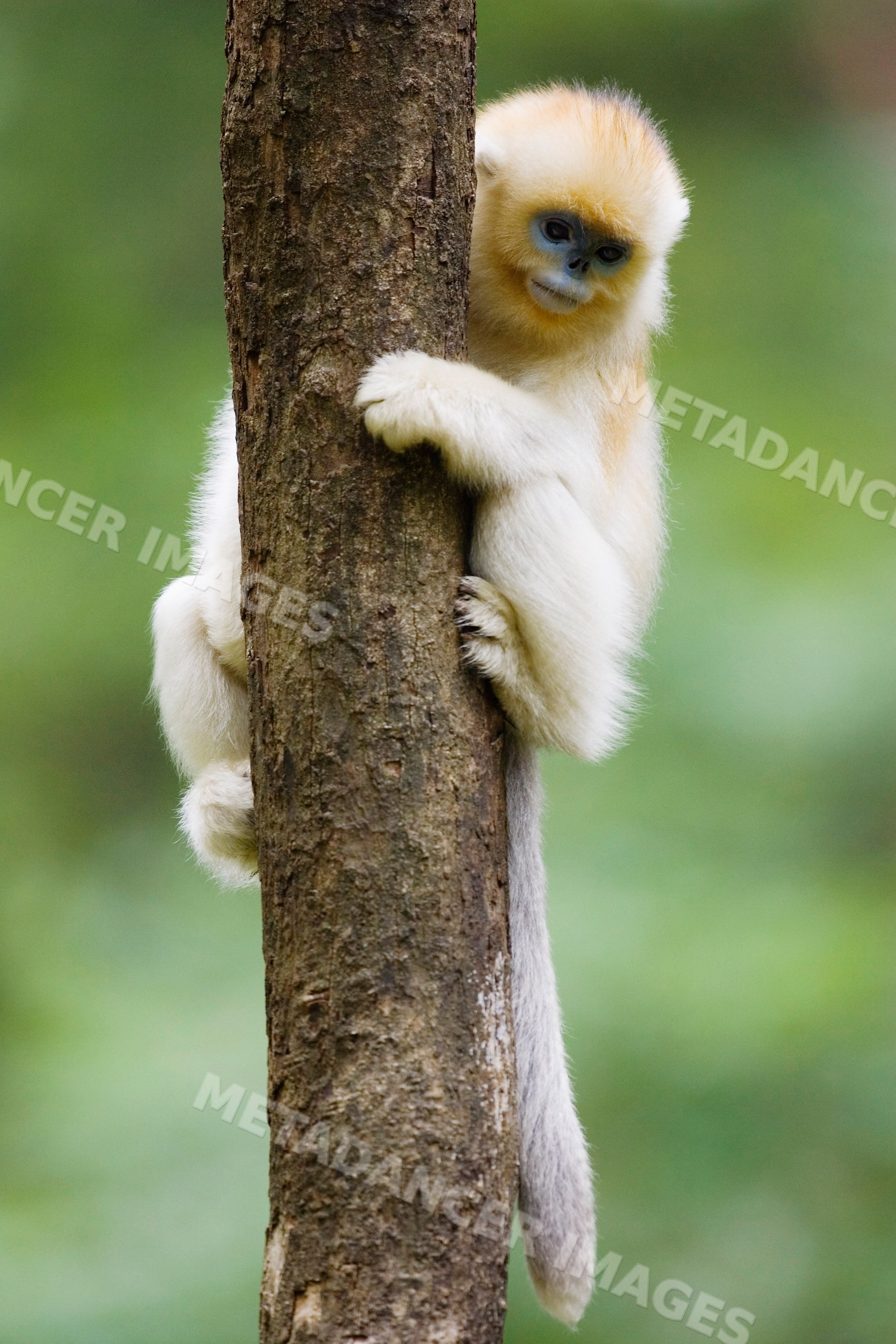 Young golden monkey climbing tree, china