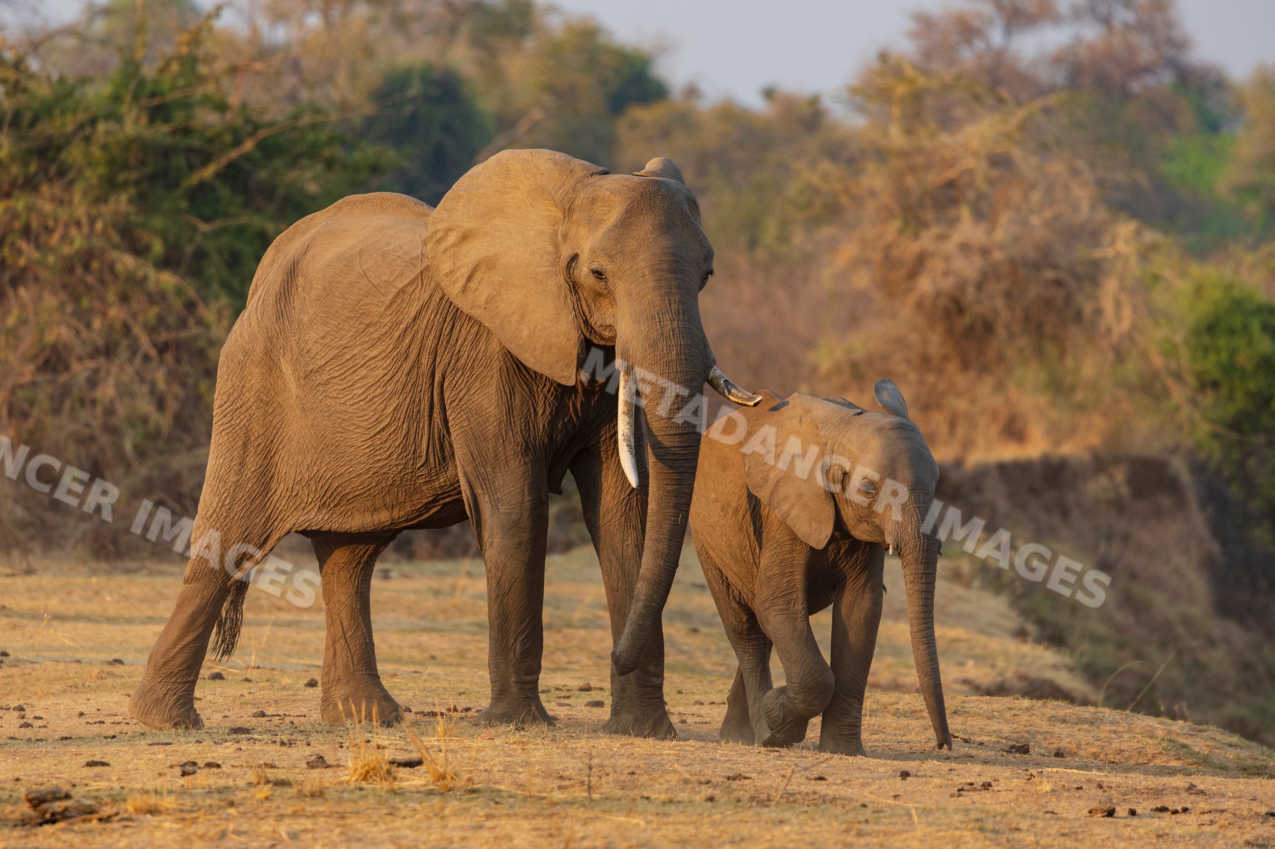 Elephant and young Elephant walking in a park