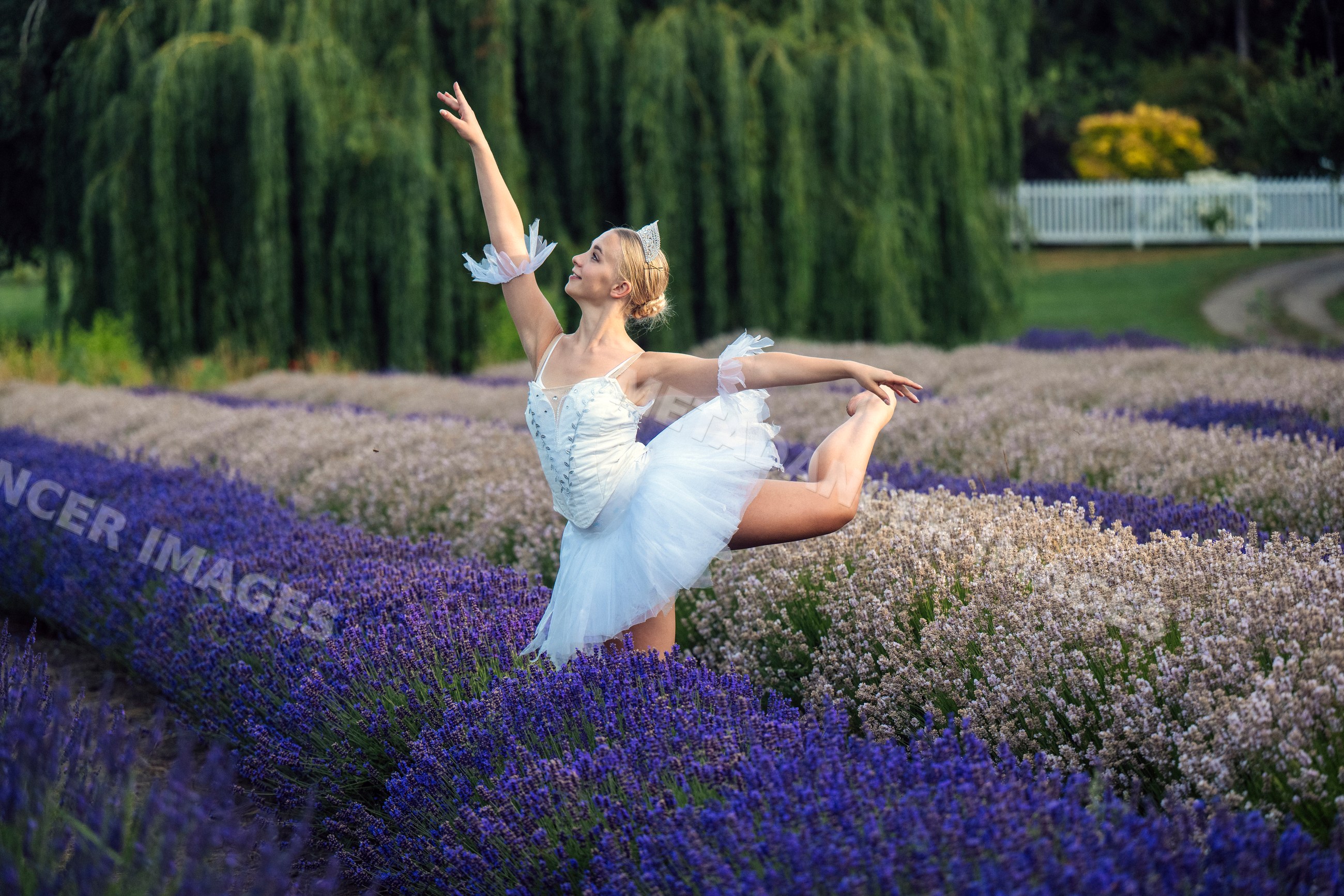A white dancer poses gracefully in a lavender field in WA, USA