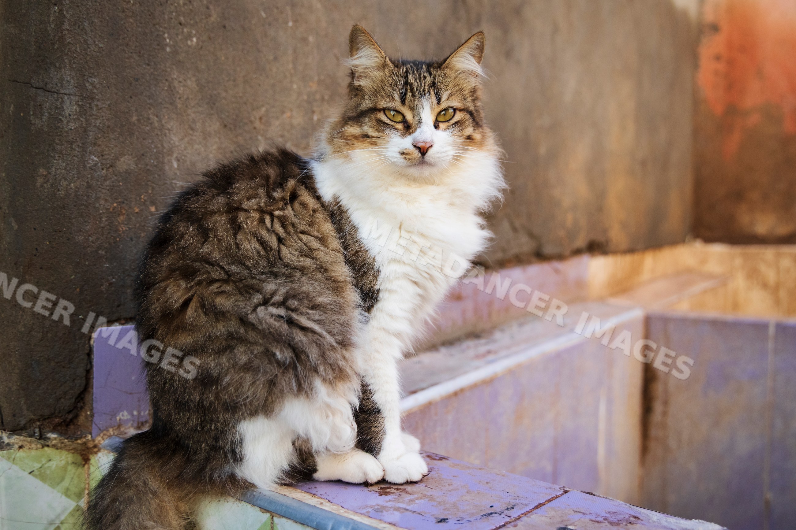 Cat sitting in a Tannery in marrakech, Morocco