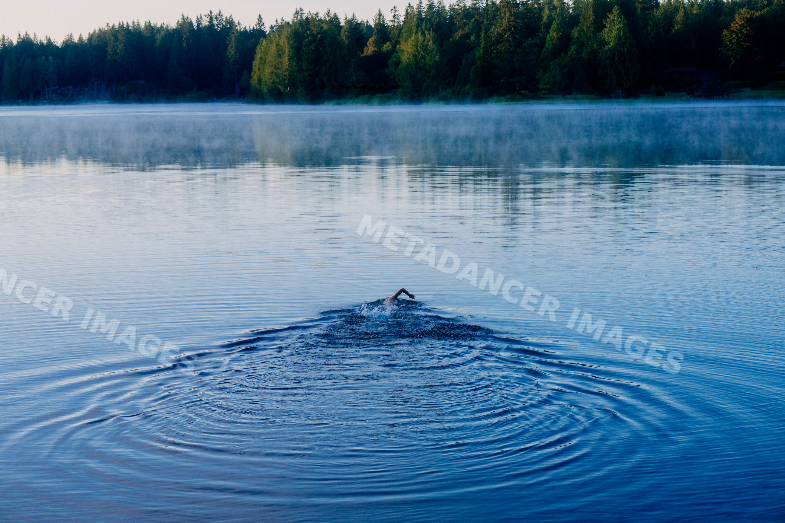 White swimmer swimming in a lake surrounded by forest