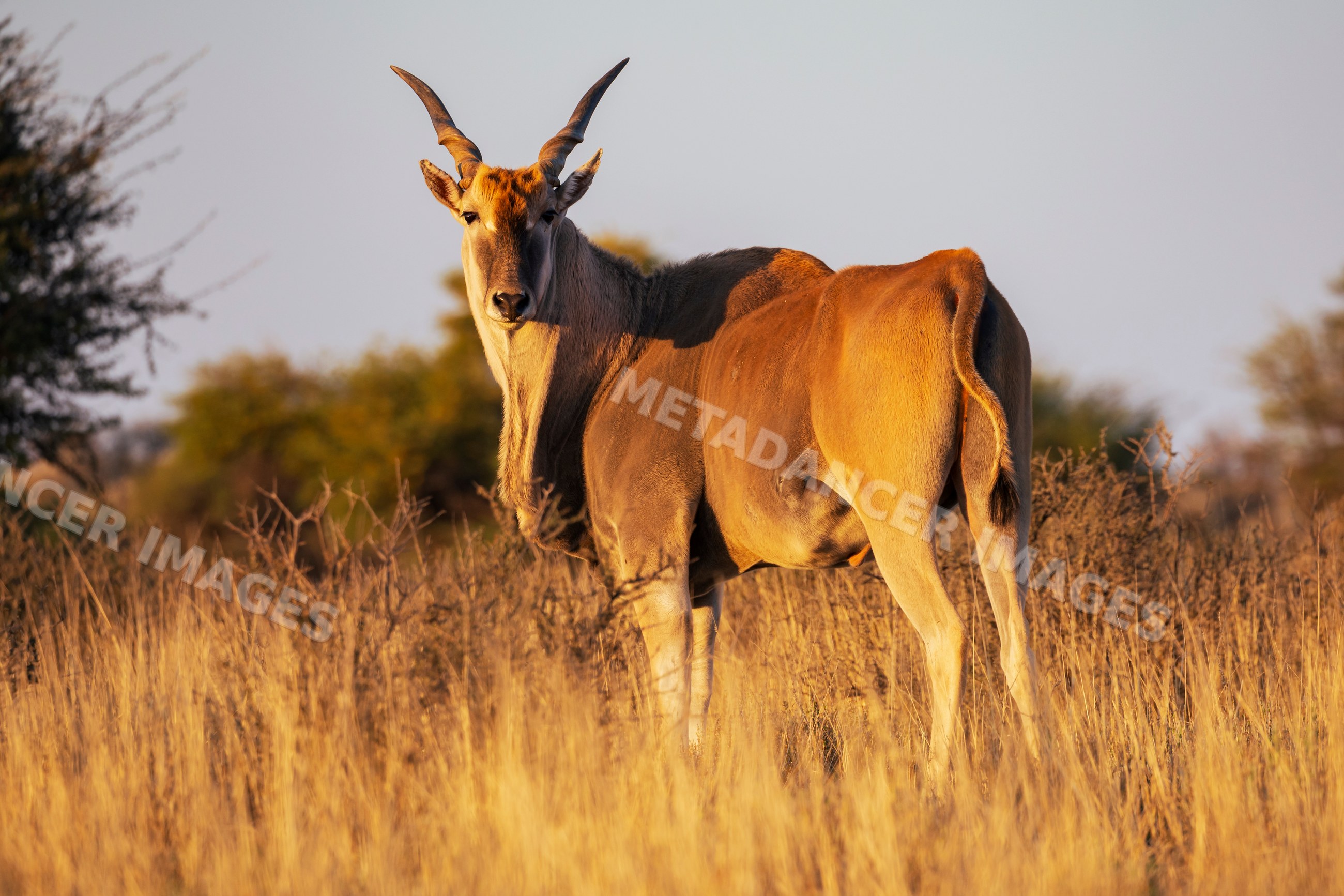 Eland standing in south African Kalahari Desert grassland