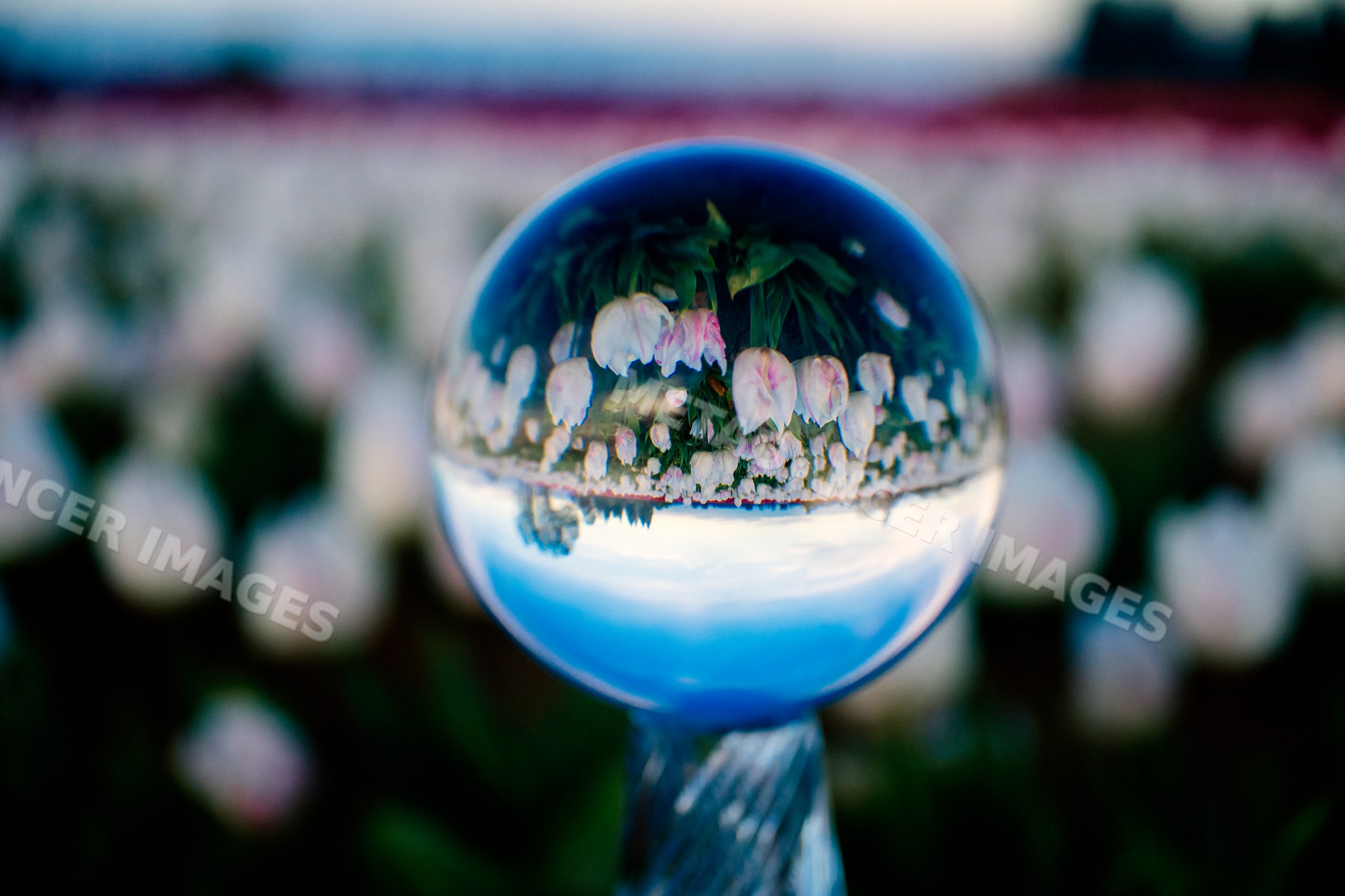 Crystal ball reflecting tulip flower field outdoors spring