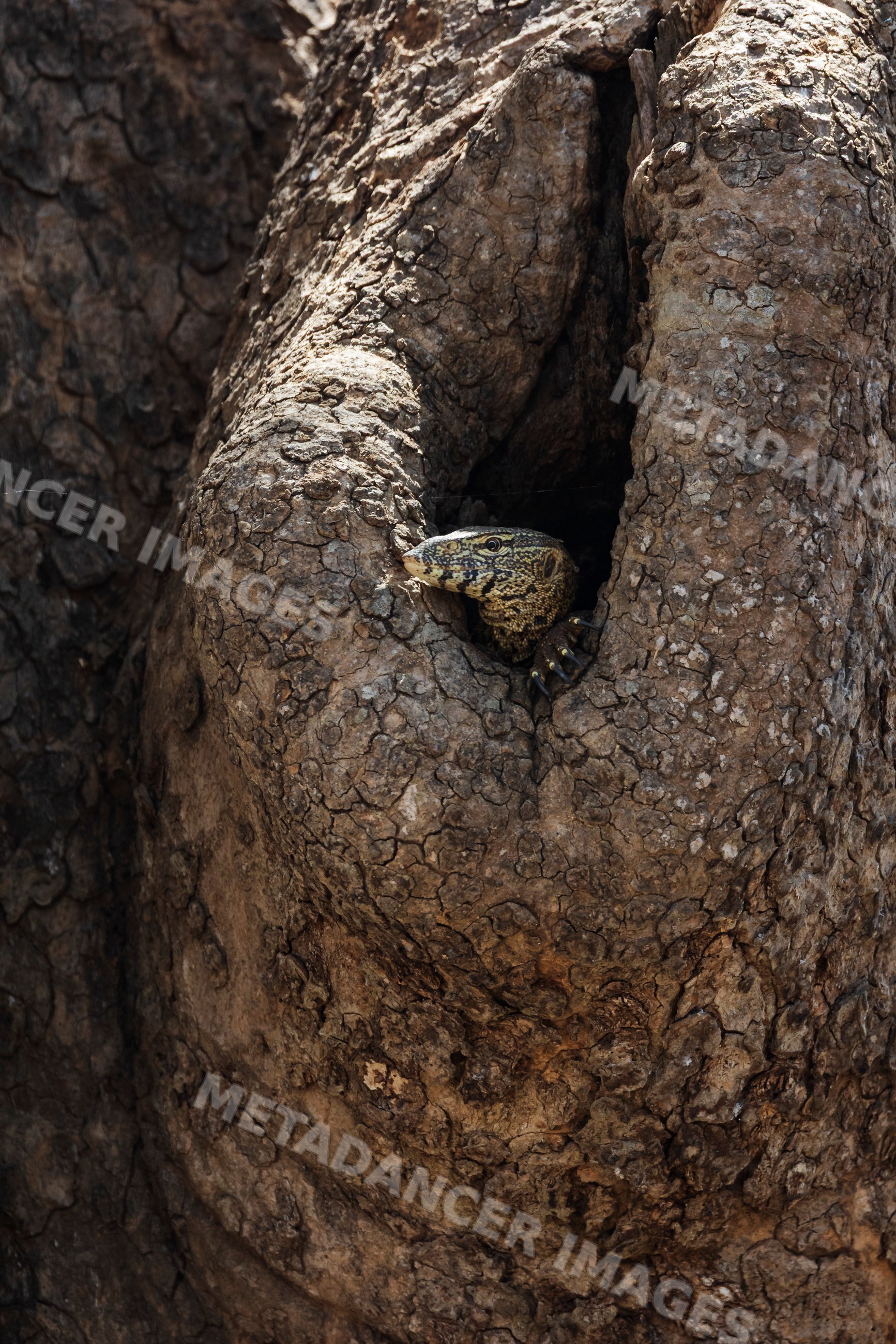 Monitor lizard resting in Tree Hollow in South Luangwa national park