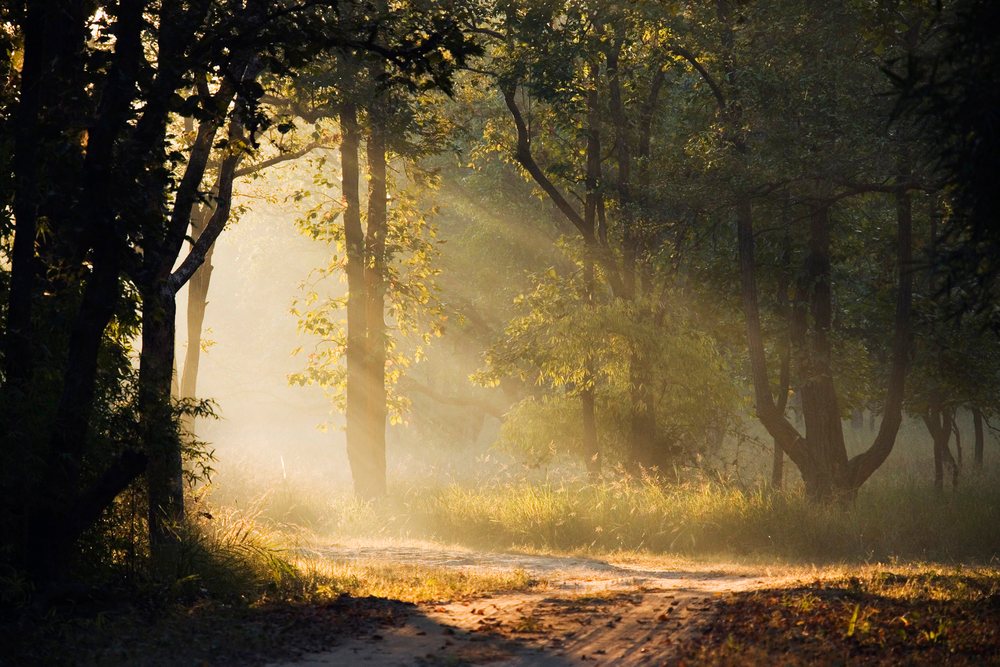 Sun rays shining through forest on dirt road india