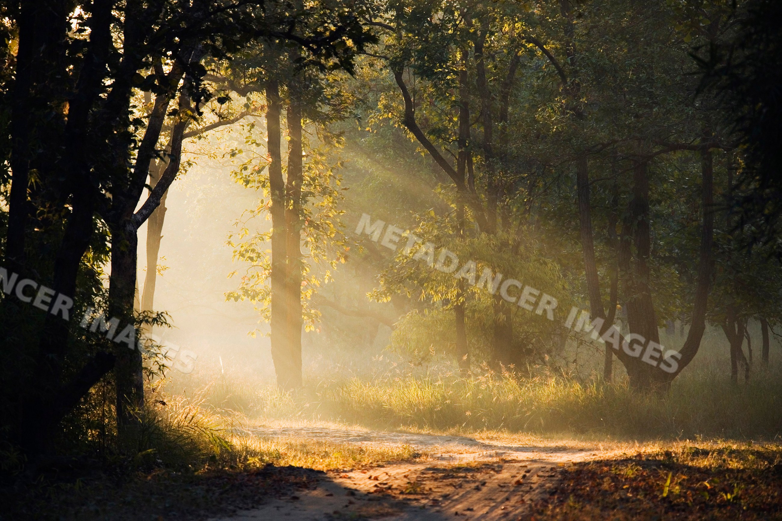 Sun rays shining through forest on dirt road india