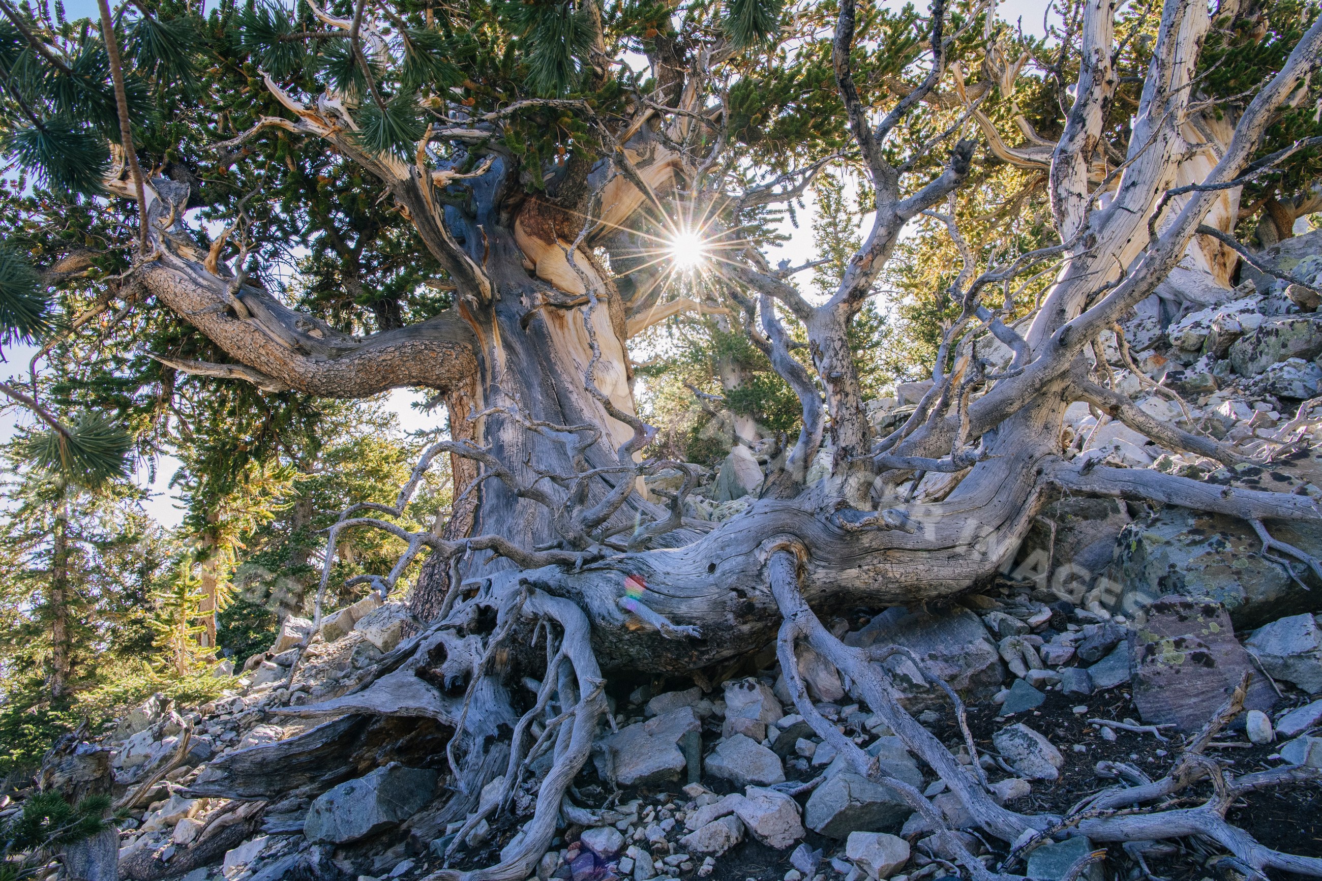 Ancient bristlecone pine tree with exposed roots on rocky mountain