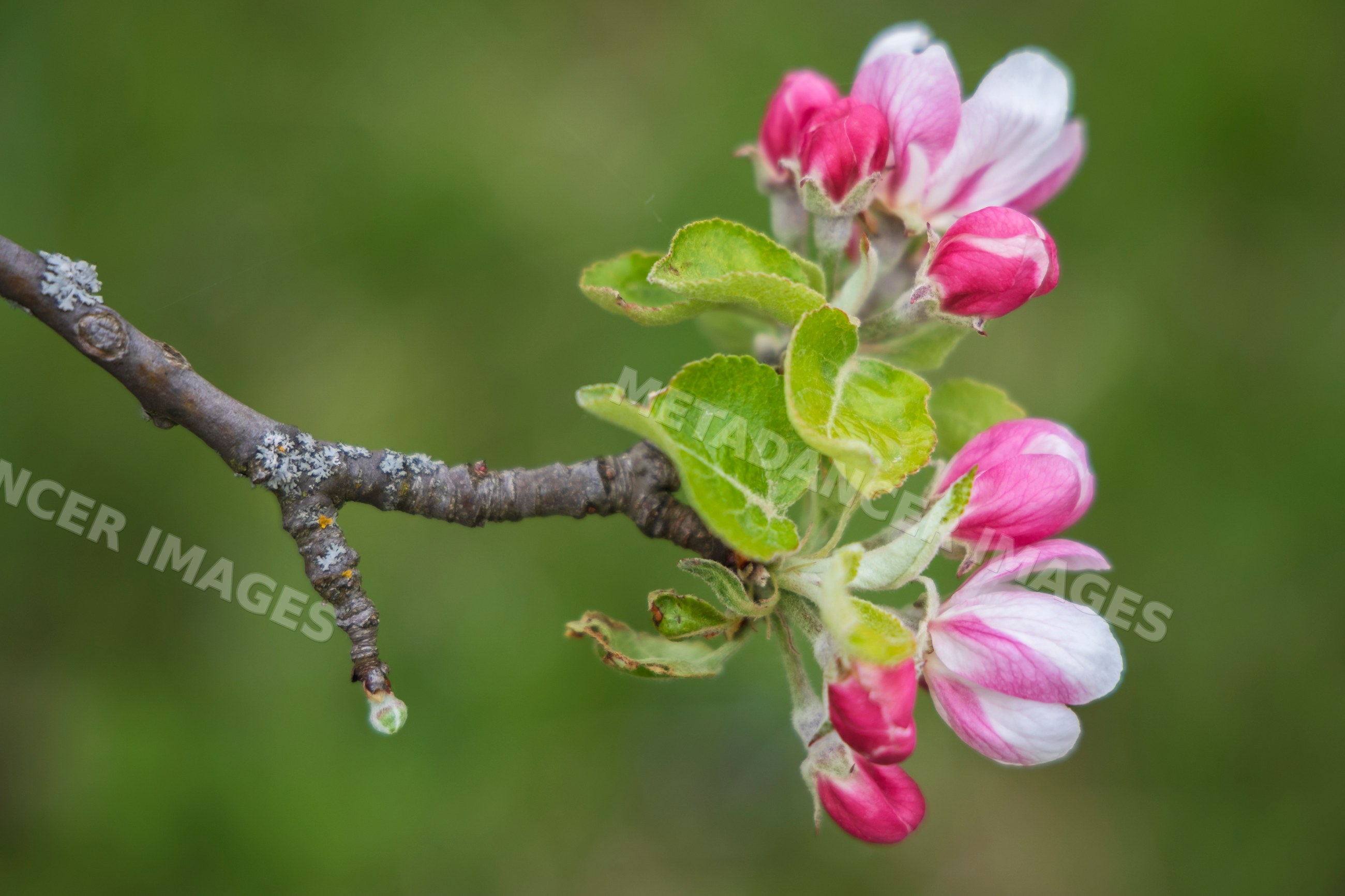 Apple Blossom cluster on branch in kozjanski park, Slovenia