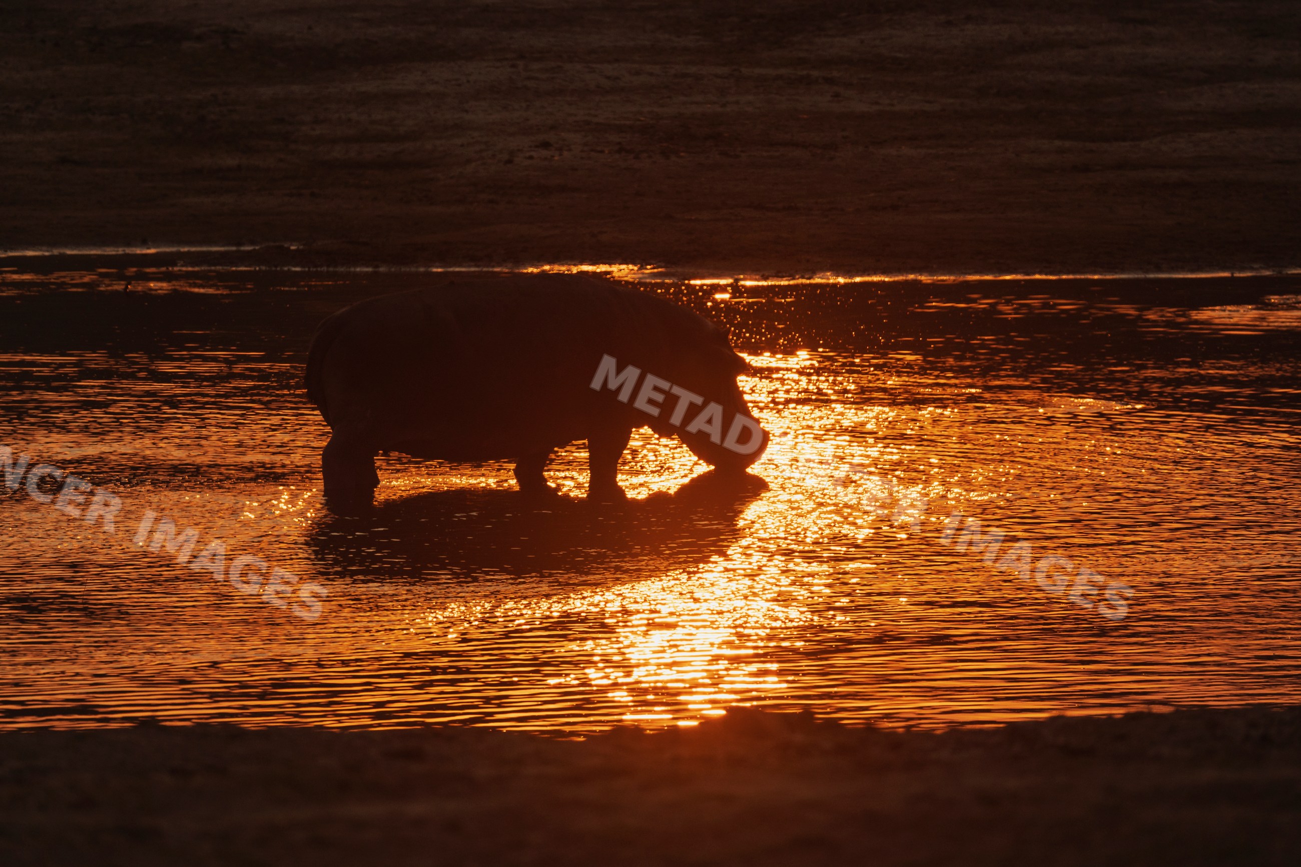 Hippo in the Luangwa River at Sunset in a park