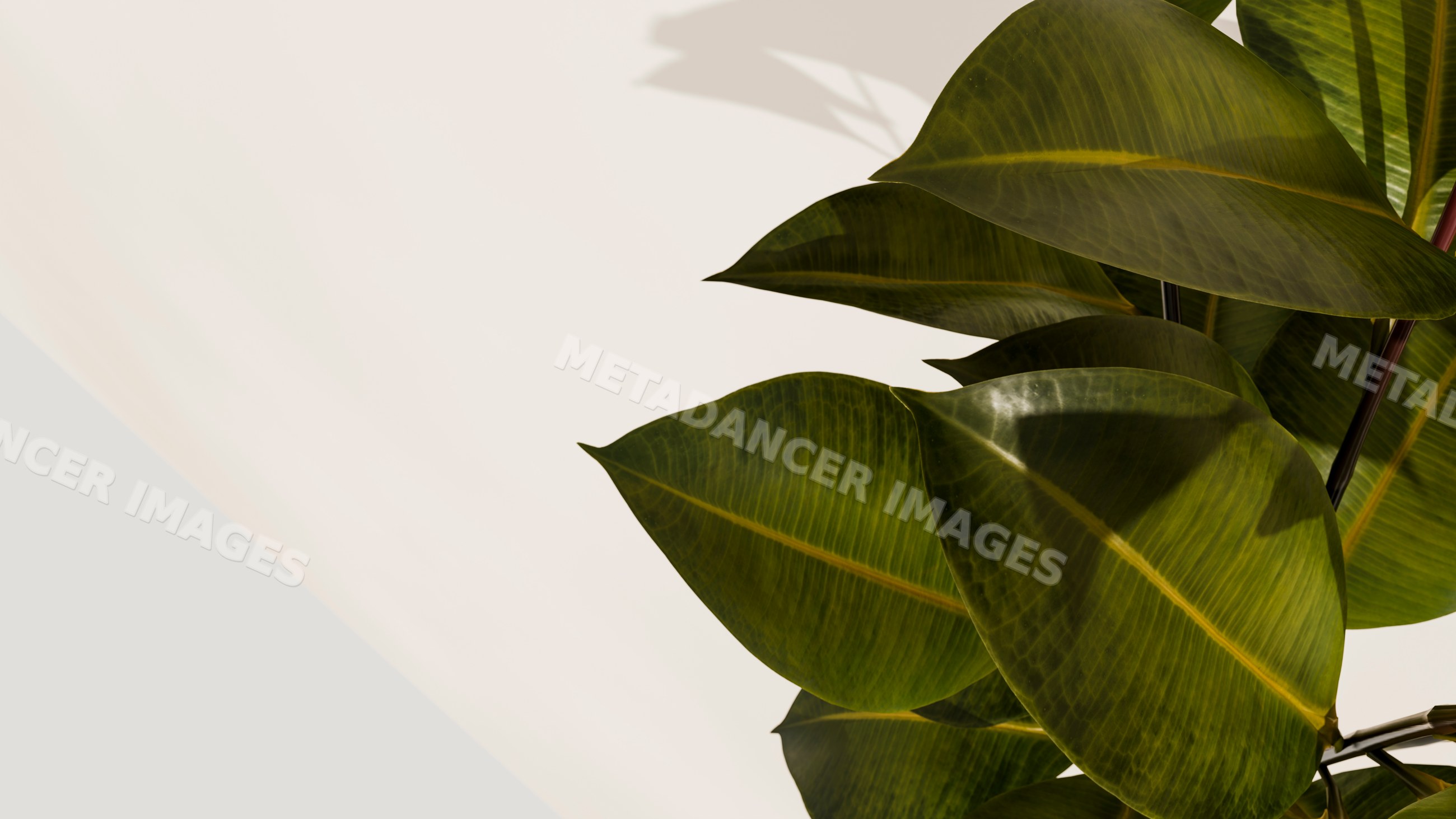 Close-up of green tropical plant leaves with visible leaf veins
