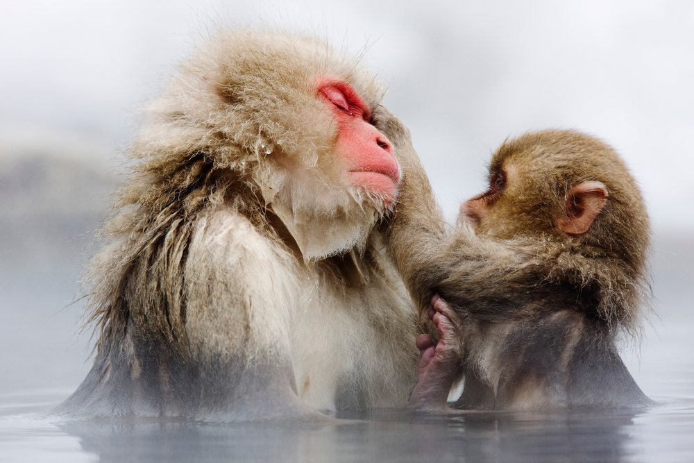 Japanese macaques grooming in a hot spring