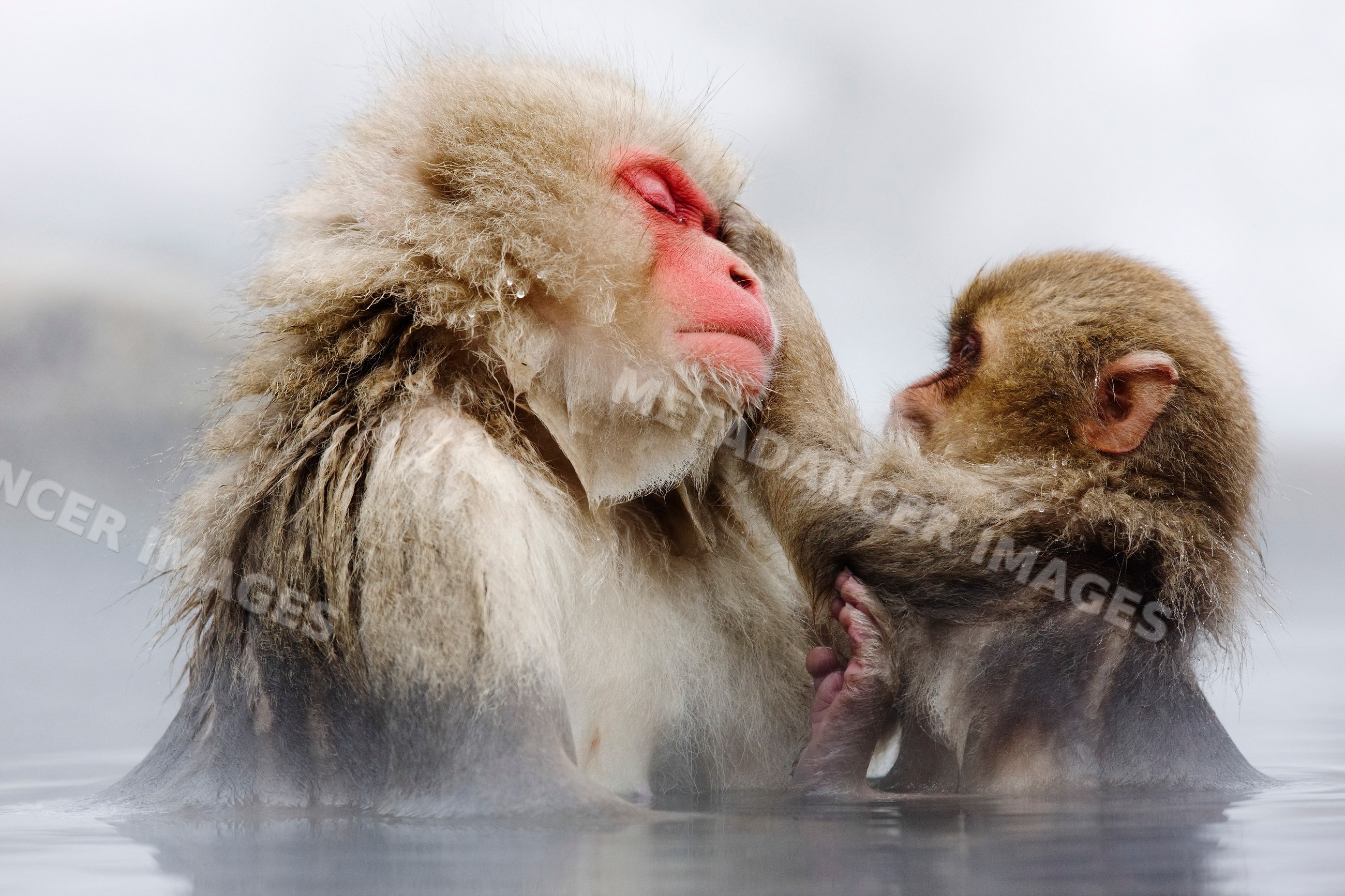Japanese macaques grooming in a hot spring