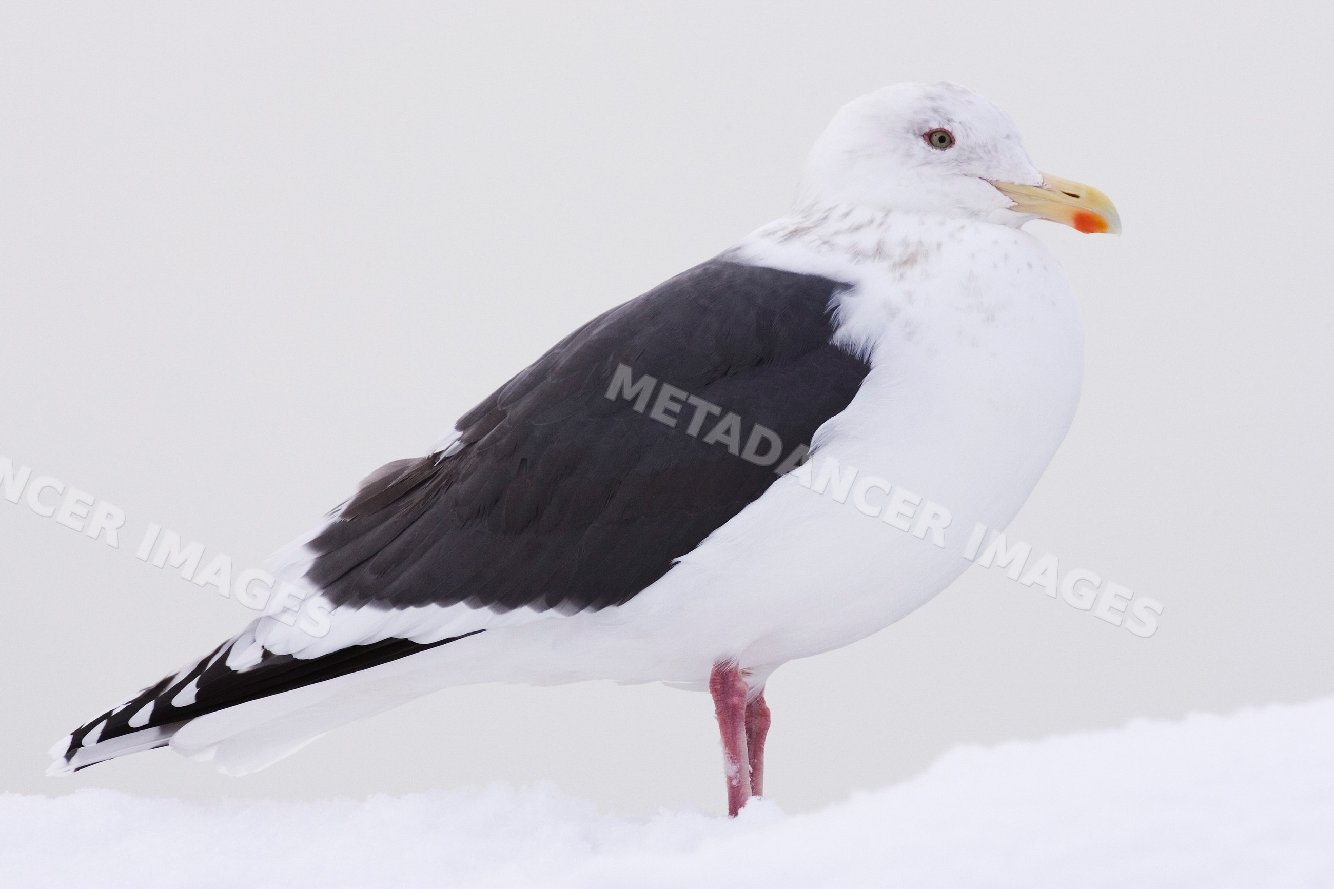 Slaty-backed gull standing on snow, Japan winter wildlife