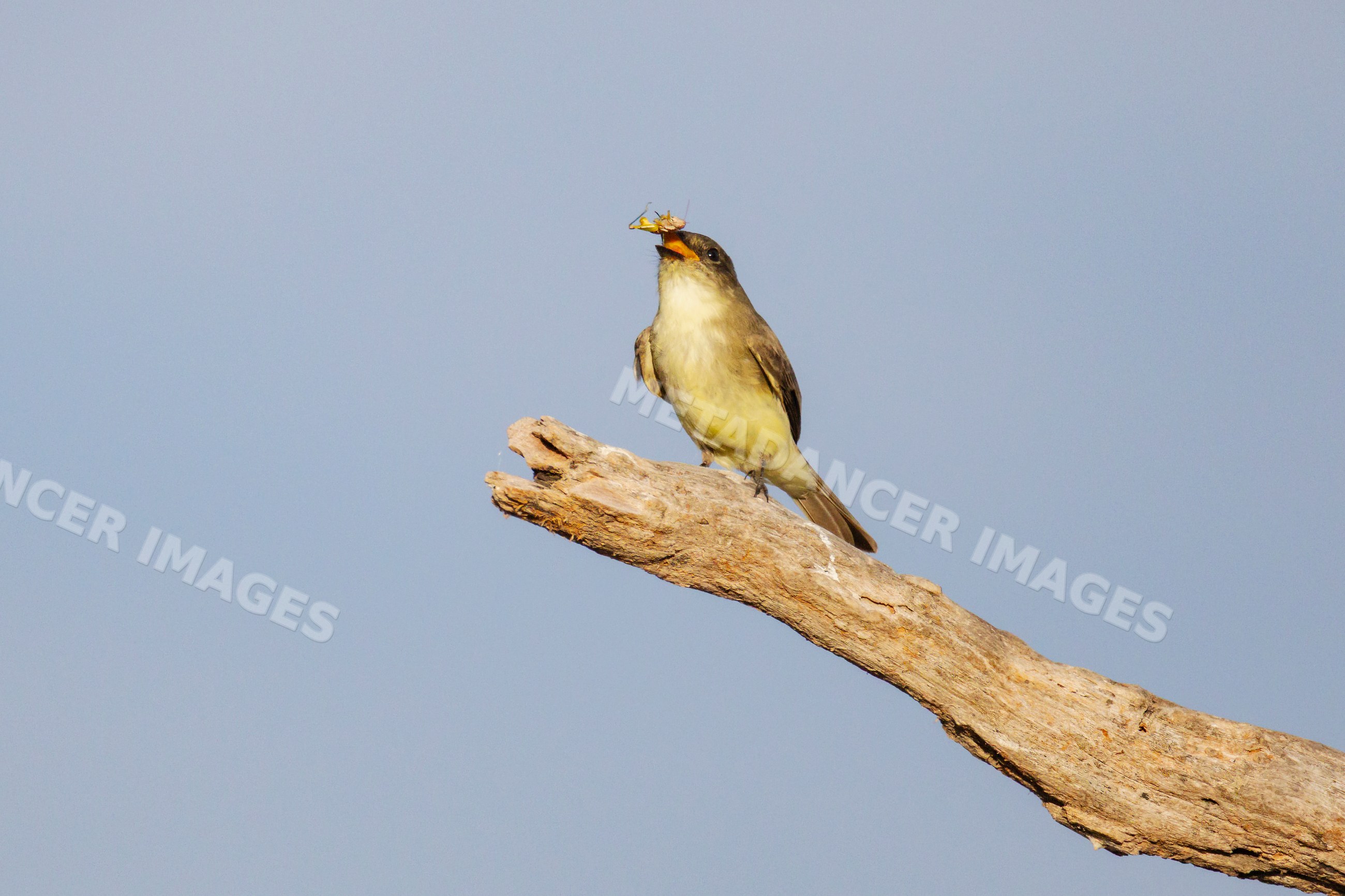 Eastern phoebe perched on branch with Grasshopper