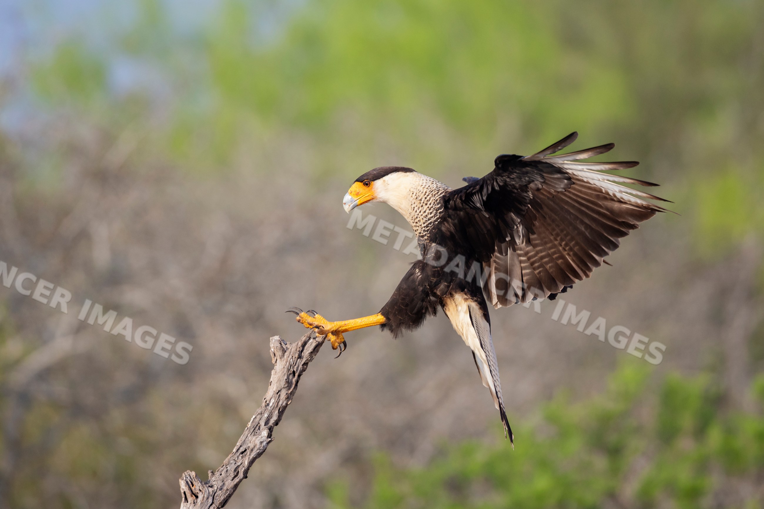 Crested caracara landing on dead tree branch in texas wildlife