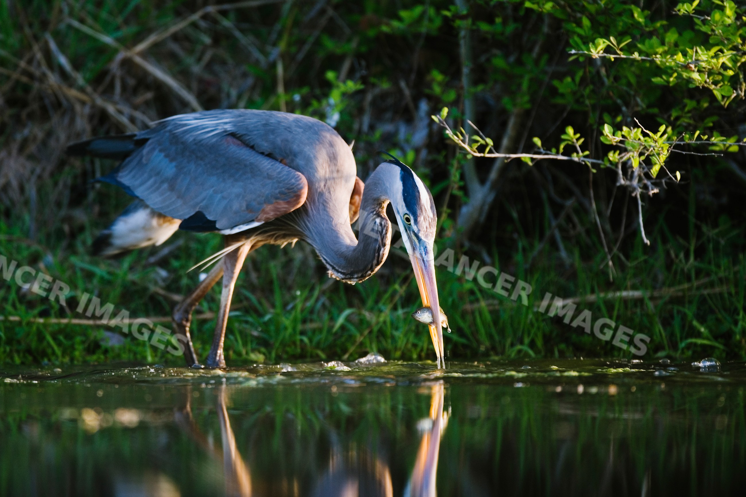 Great blue heron fishing in a Texas pond