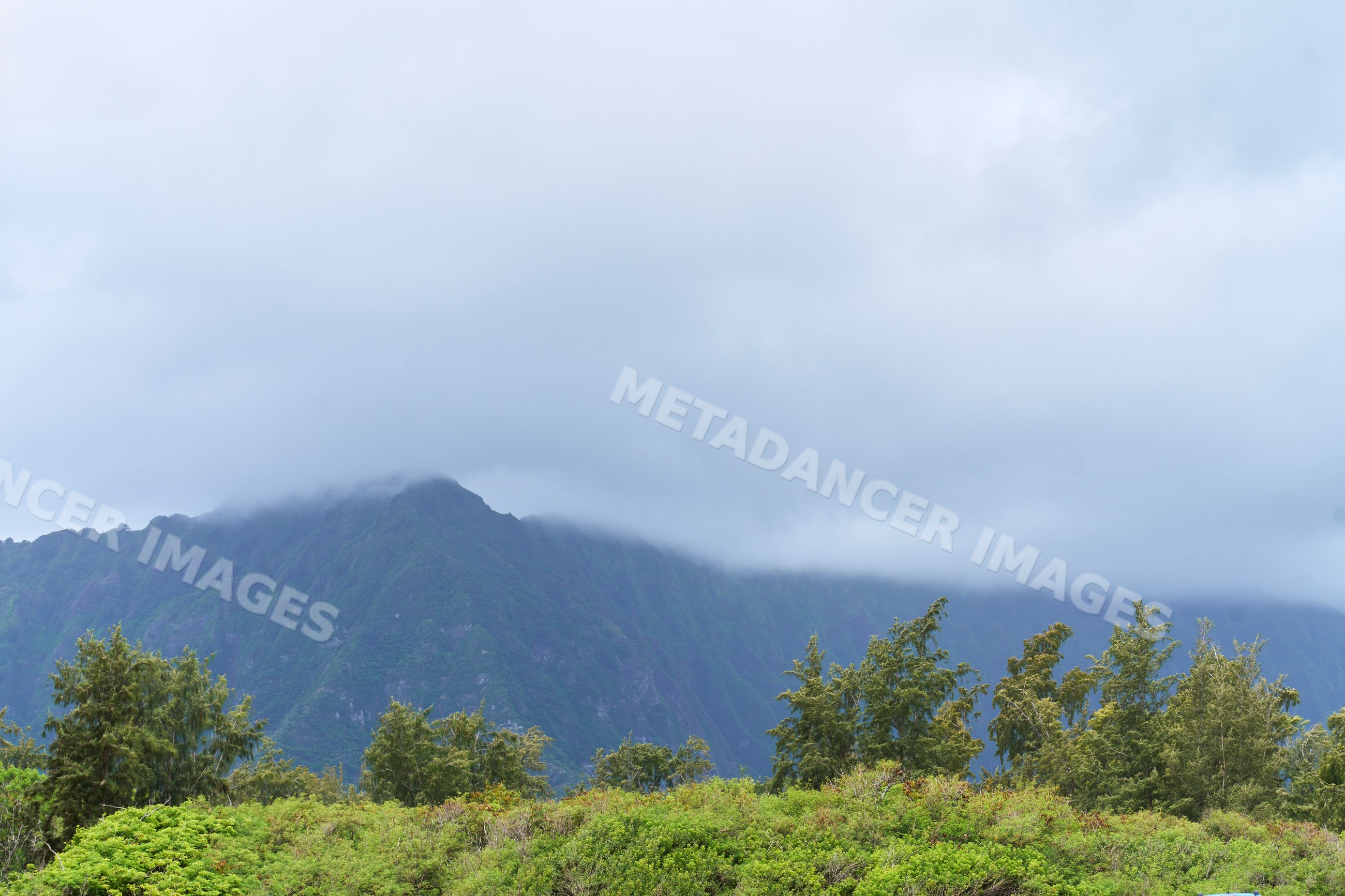 Mountain fog and clouds over lush green trees