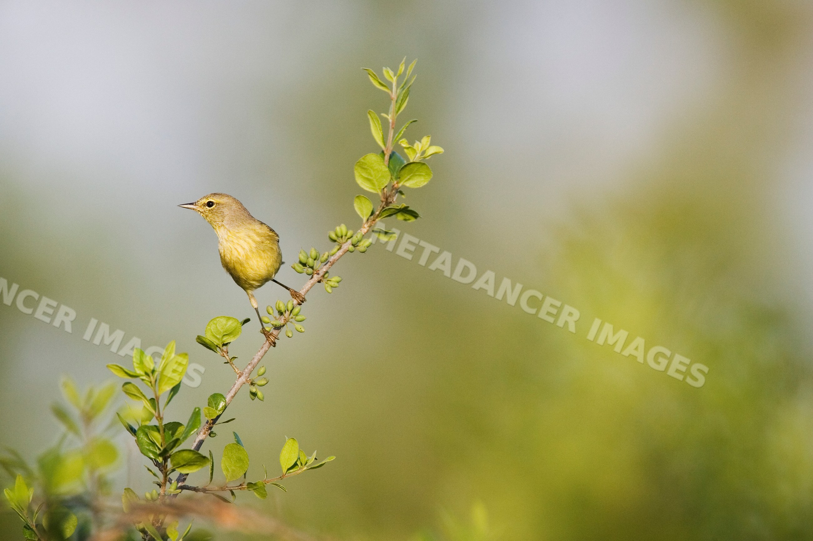 Warbler bird perching on branch in Texas nature
