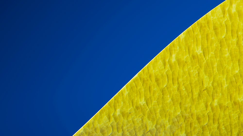 Close-up of lemon slice showing textured peel and pulp