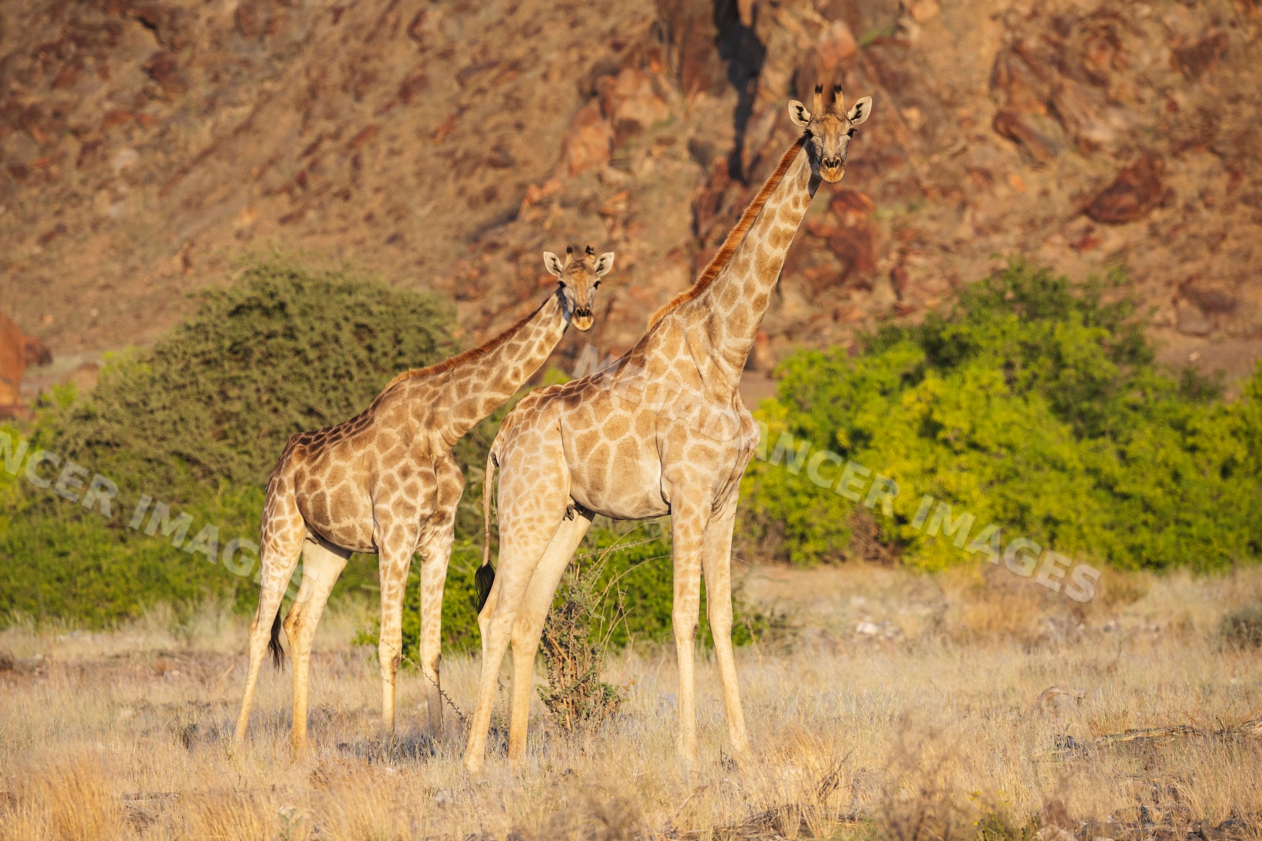 Giraffe mother and young standing in namibian grassland