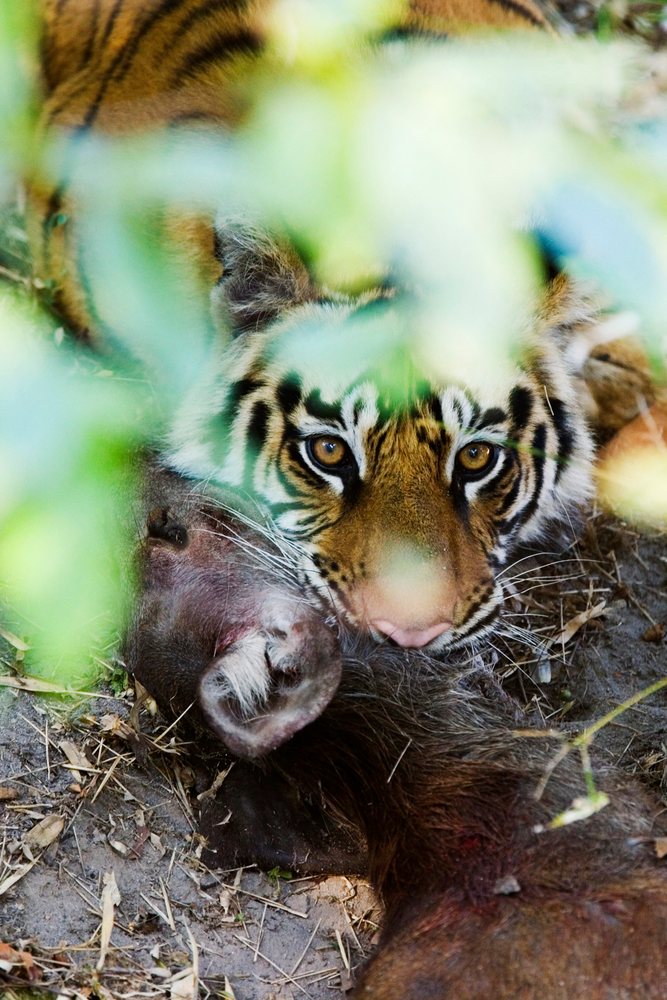 Tiger with sambar deer kill