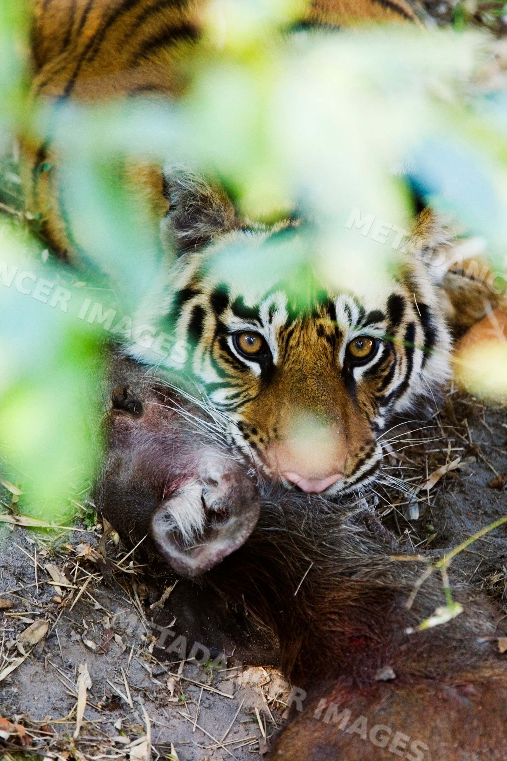 Tiger with sambar deer kill