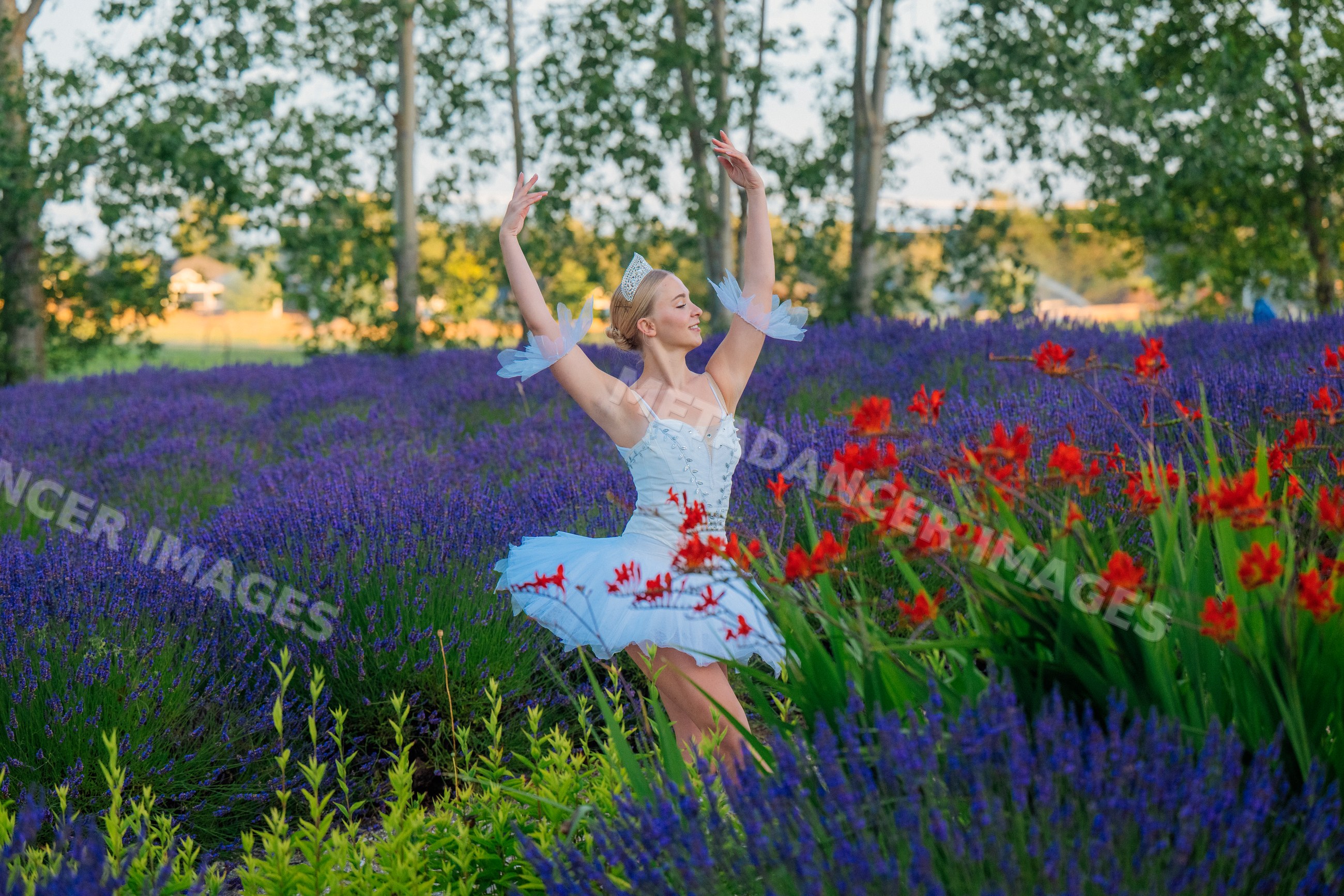 Ballerina dancing gracefully in a lavender flower field in WA, USA
