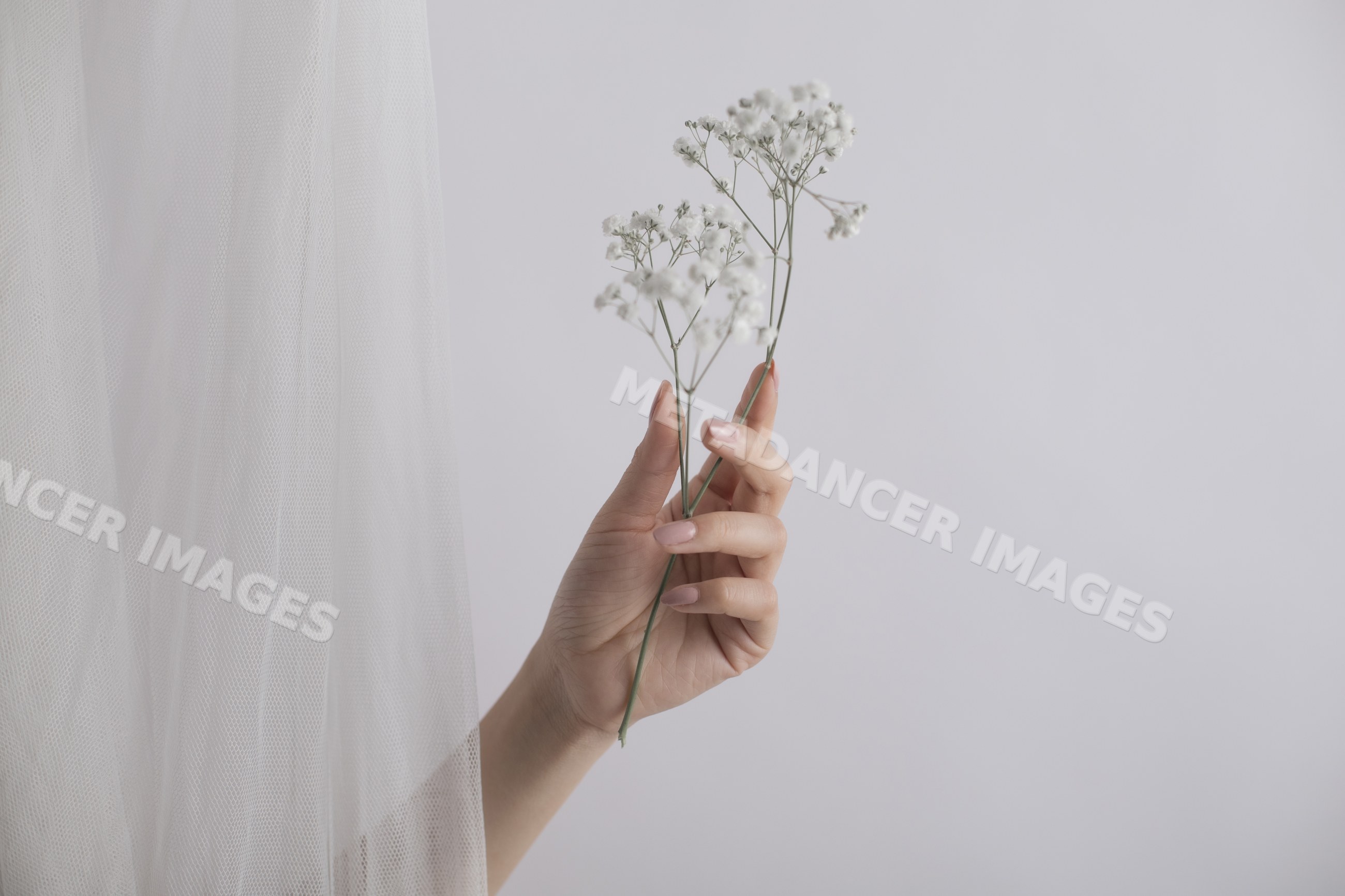 Hand delicate white baby's breath flowers with veil fabric nearby