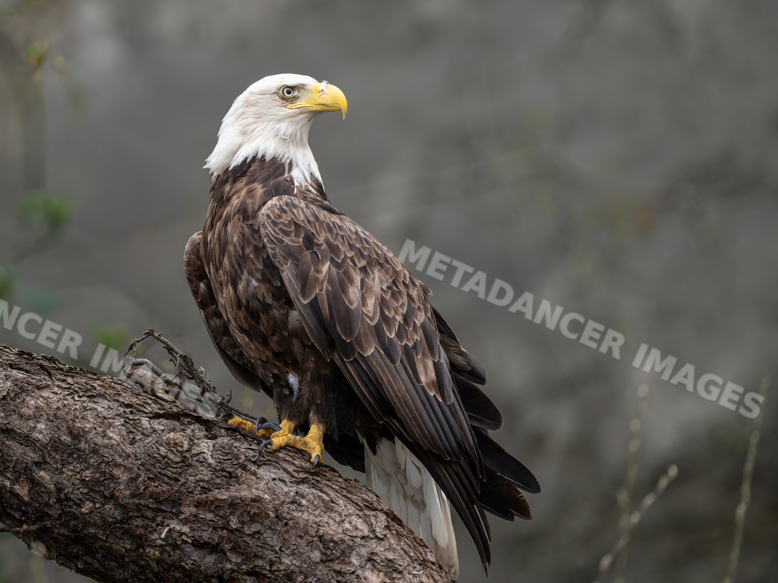 Bald eagle perched on tree branch in Washington State wilderness