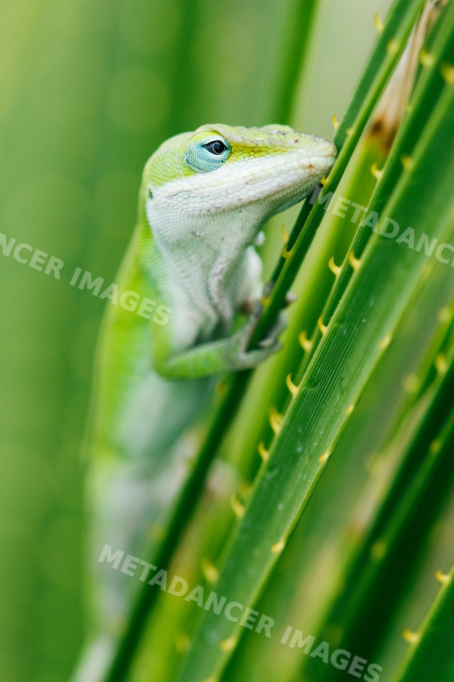 Green anole lizard perched on leaf